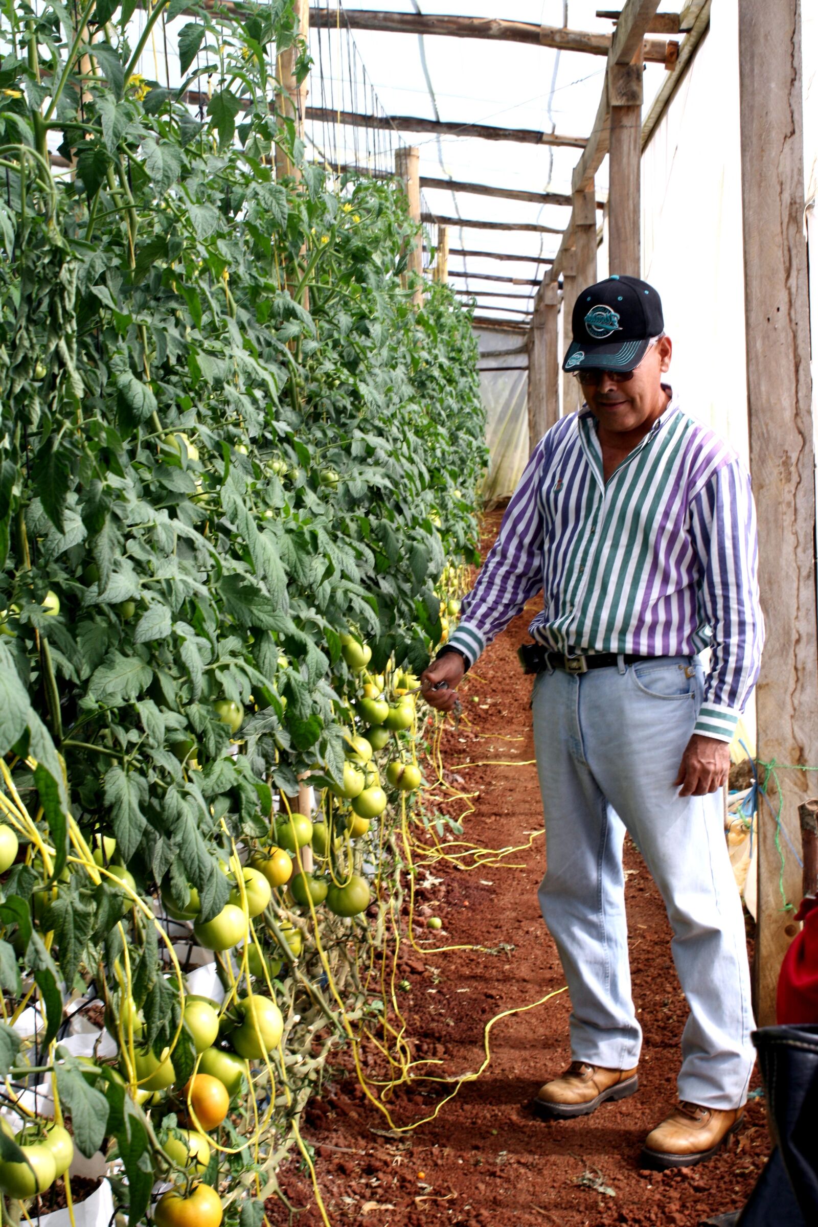 Canon EOS 1000D (EOS Digital Rebel XS / EOS Kiss F) sample photo. Tomato, farmer, examine, tomato photography