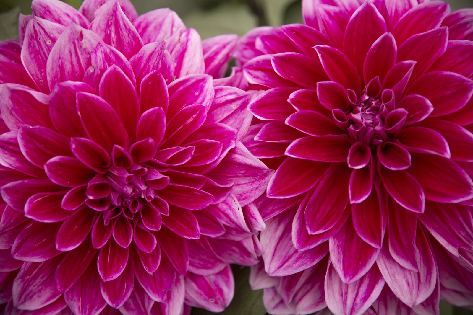 Canon EOS 5D Mark III sample photo. Flower, red flower, flowers photography