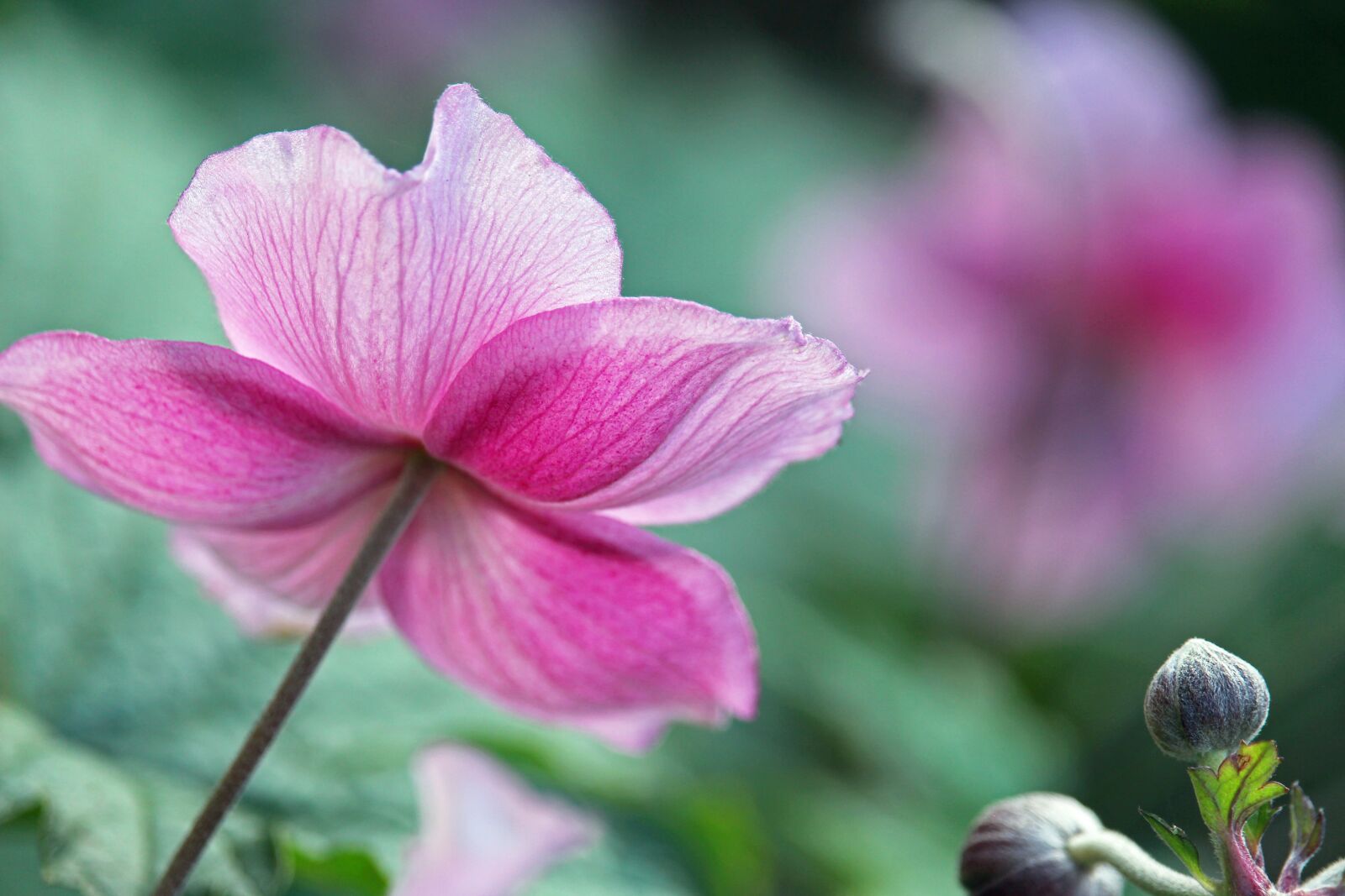 Canon EF-S 55-250mm F4-5.6 IS STM sample photo. Annemone, fall anemone, pollen photography