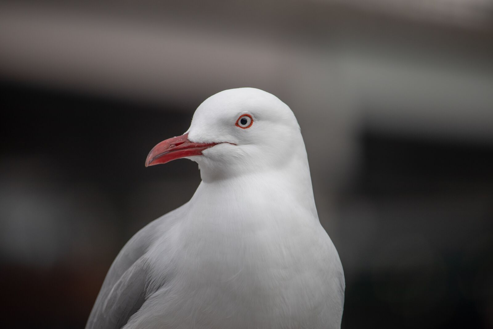 Canon EOS 200D (EOS Rebel SL2 / EOS Kiss X9) sample photo. Seagull, closer, bird photography