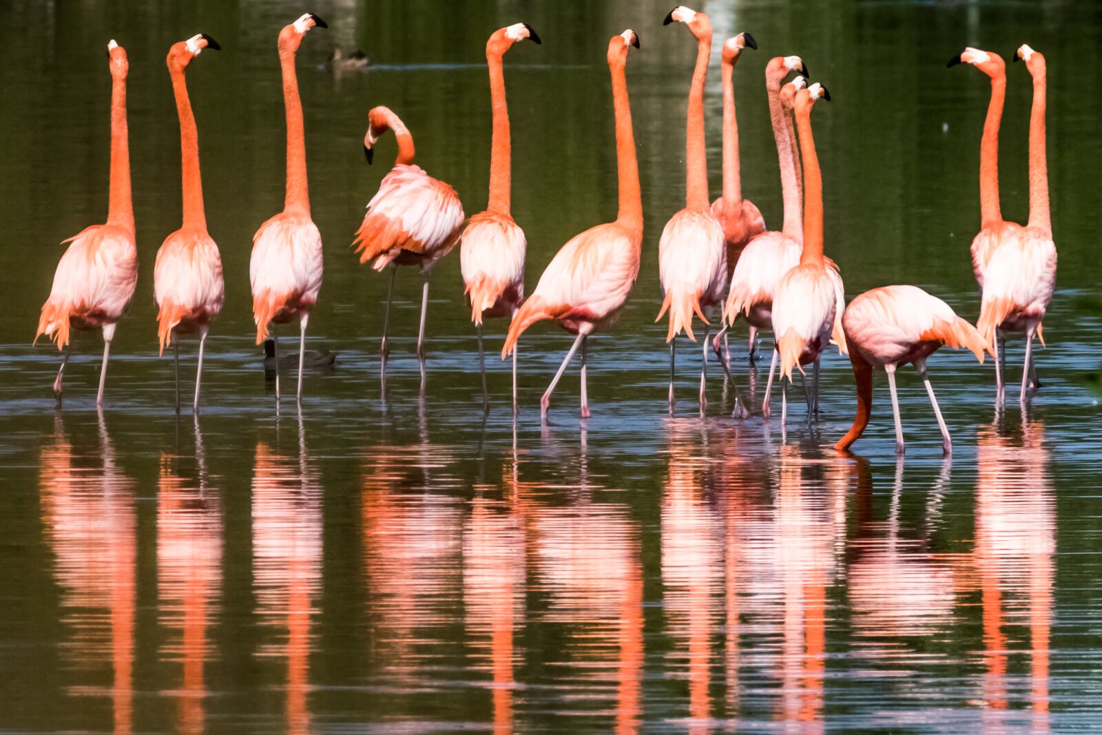 Canon EOS 7D Mark II sample photo. Water, bird, wildlife photography