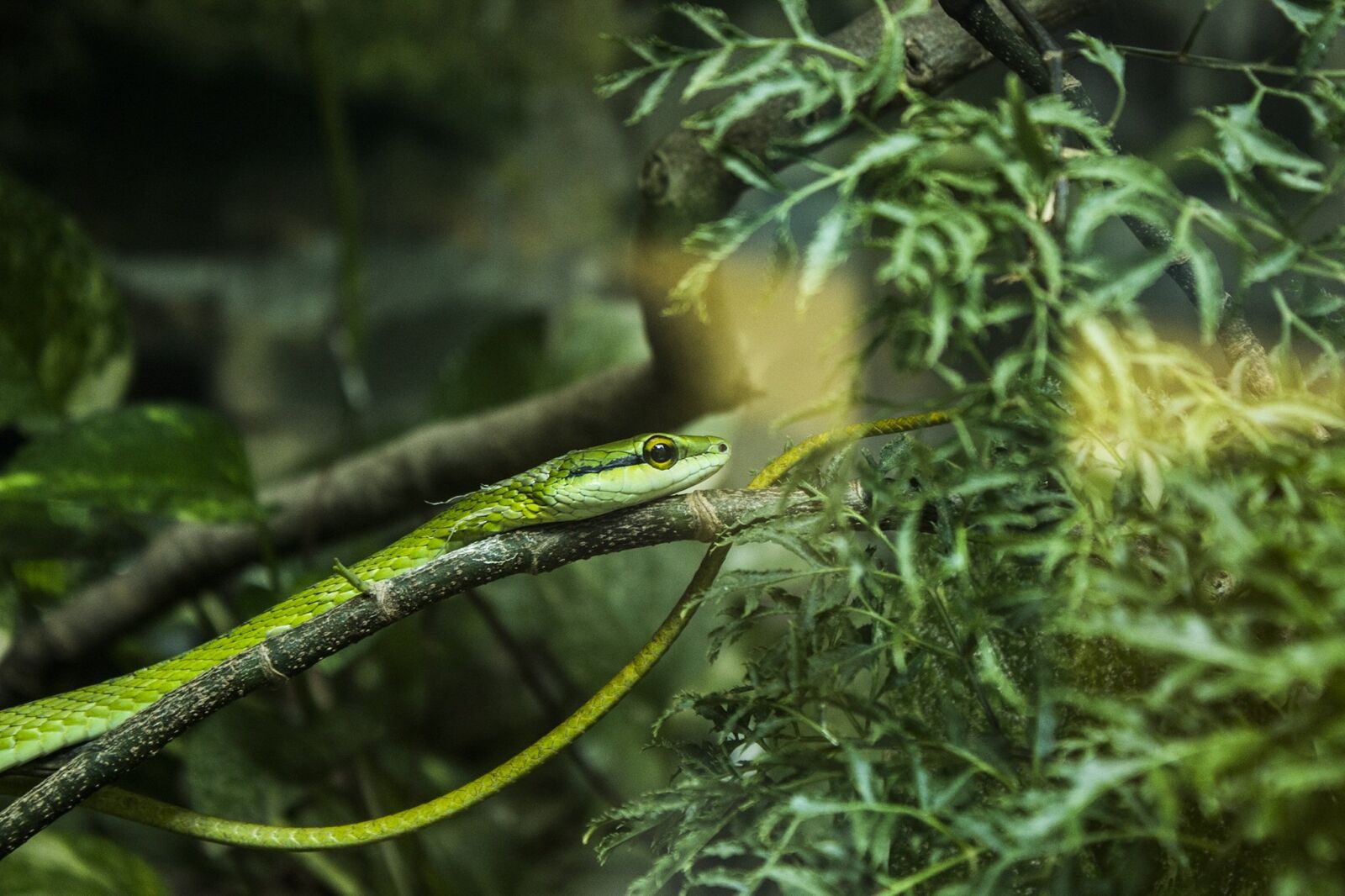 Canon EOS 600D (Rebel EOS T3i / EOS Kiss X5) sample photo. Snake, herbivorous, zoo photography