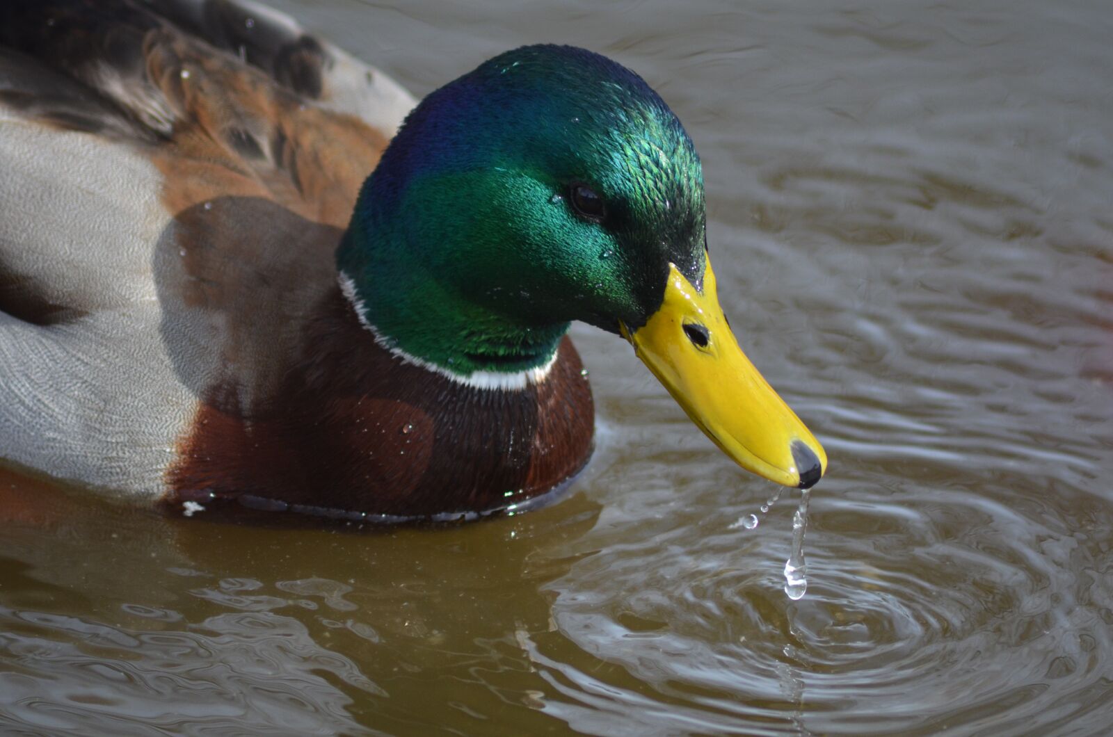 Nikon D5100 sample photo. Duck, water, nature photography