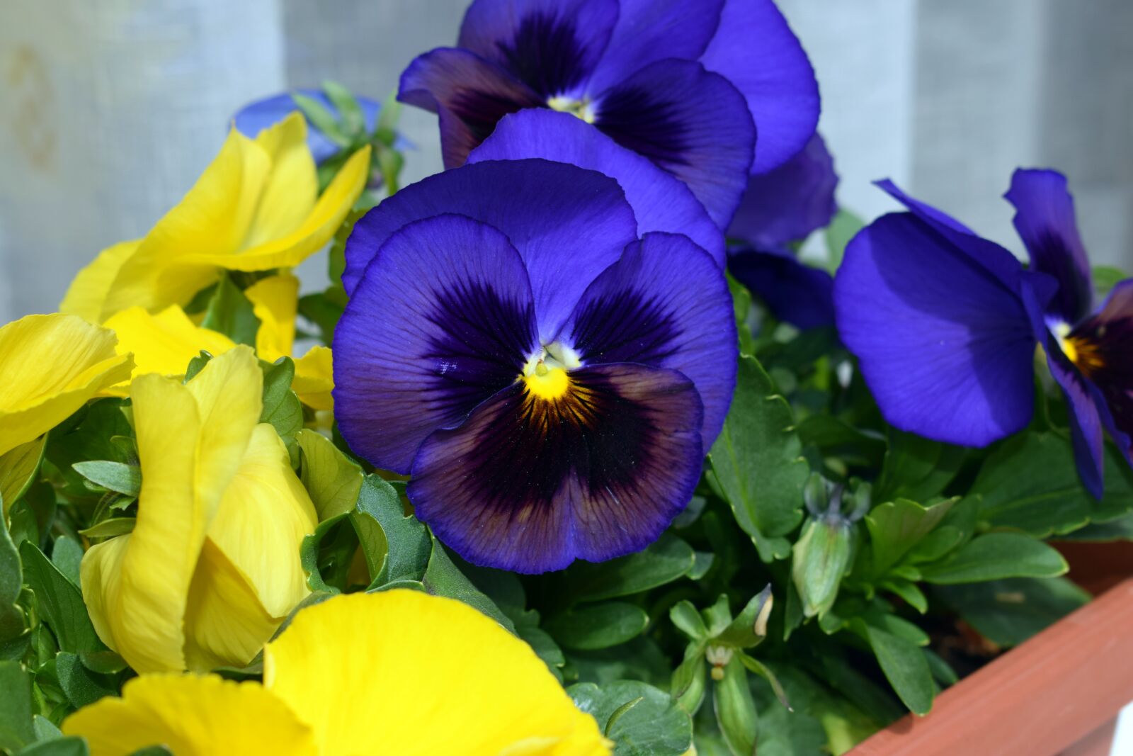 Nikon D3300 sample photo. Flower, spring, violet photography