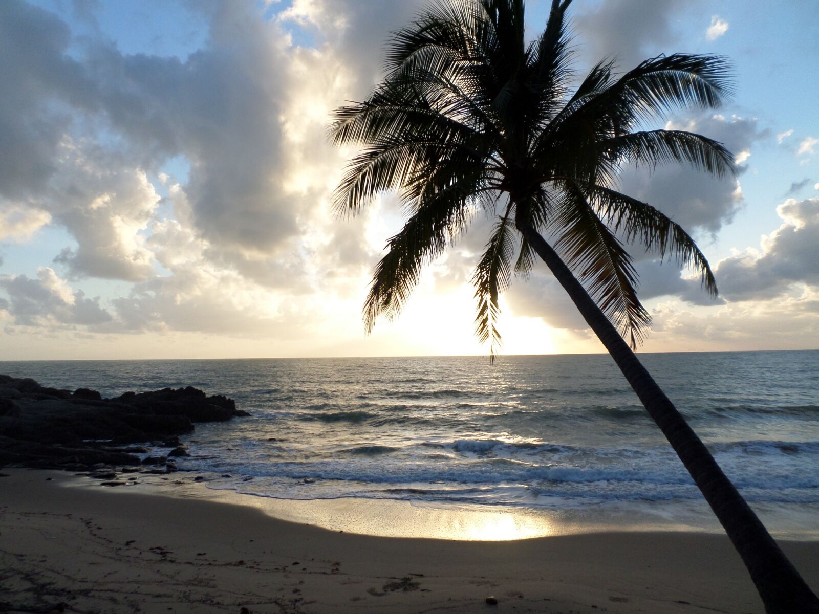 Samsung DV150F/DV151F/DV155F sample photo. Palm tree, tropical, beach photography
