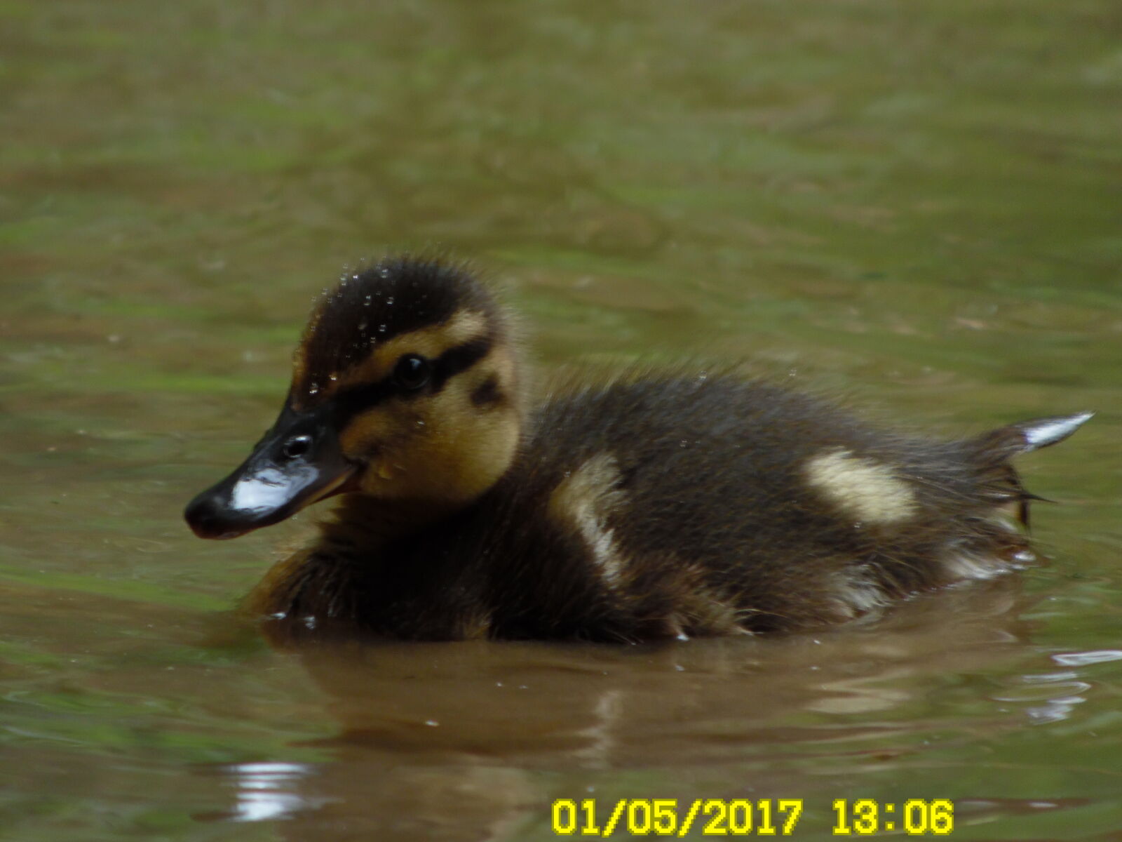 Samsung WB1100F/WB1101F/WB1102F sample photo