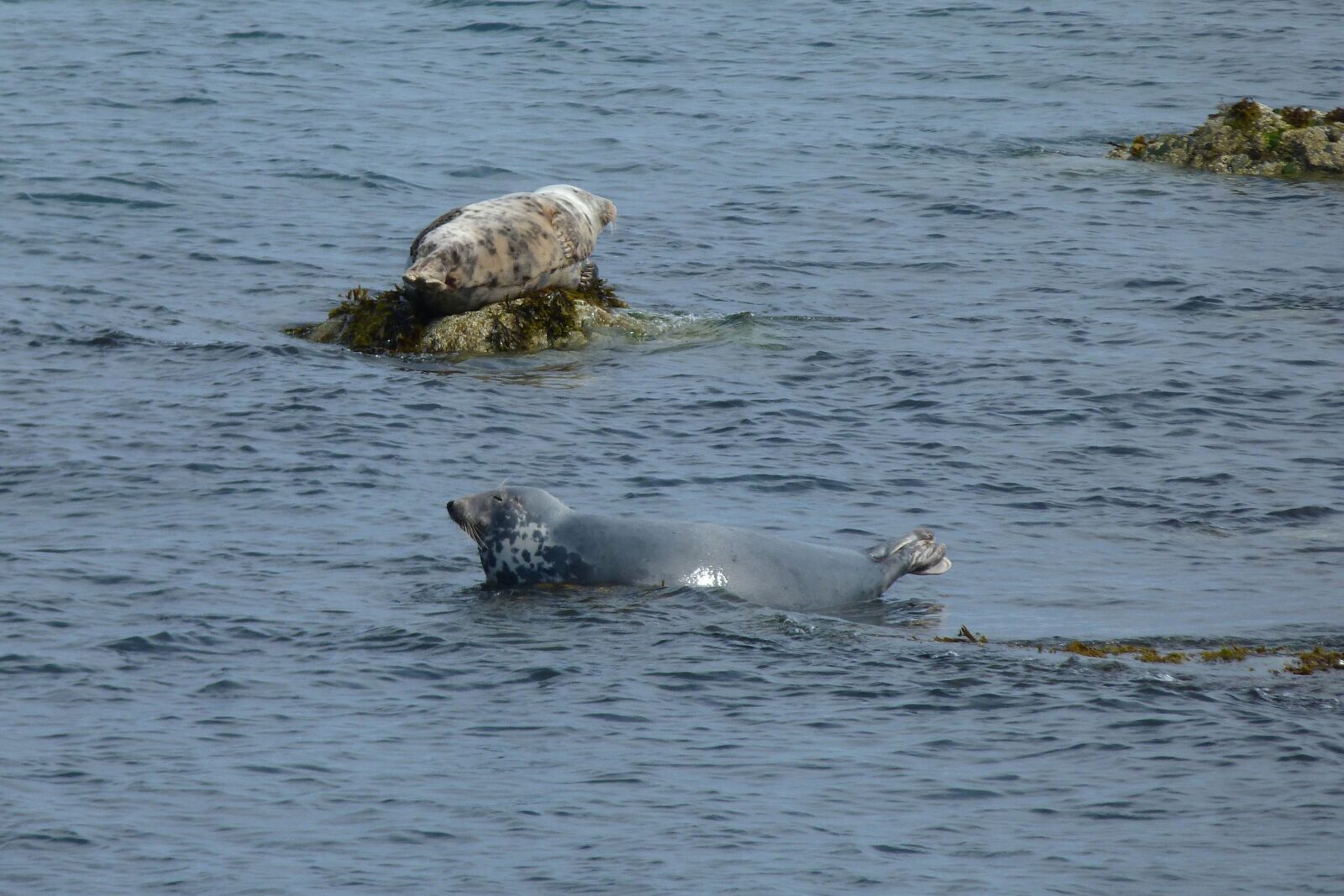 Panasonic Lumix DMC-FZ40 (Lumix DMC-FZ45) sample photo. Seals, grey, sea photography