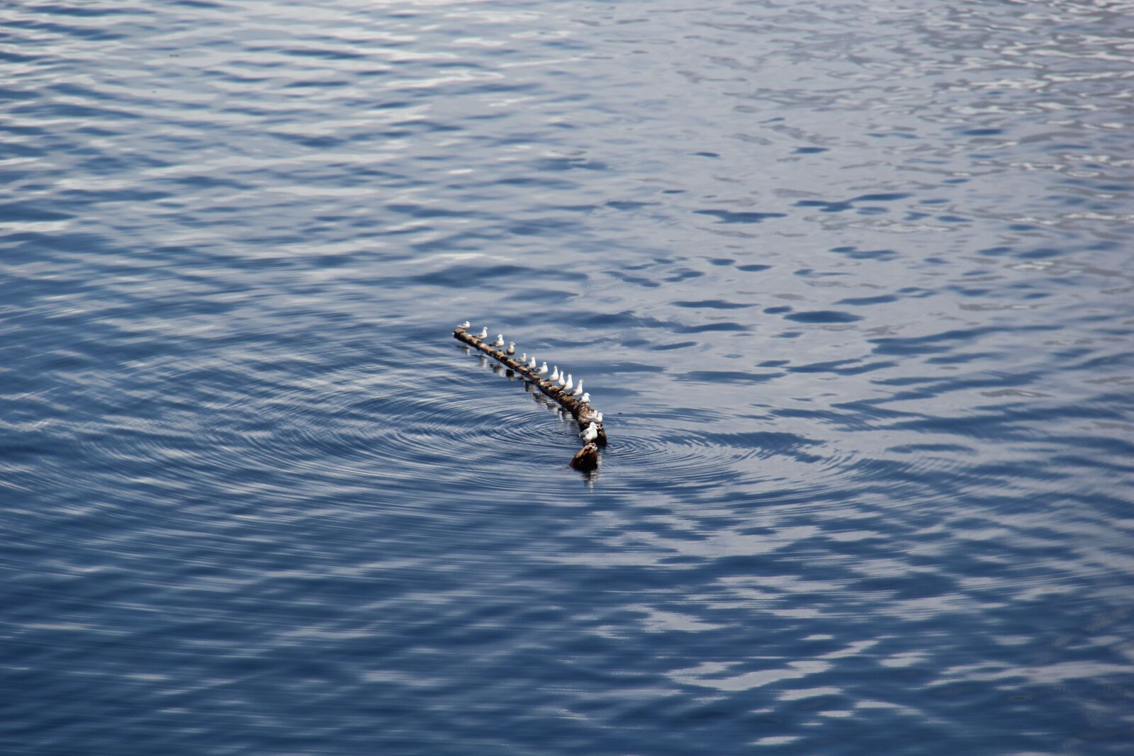 Canon EF-S 18-200mm F3.5-5.6 IS sample photo. Line of birds, birds photography
