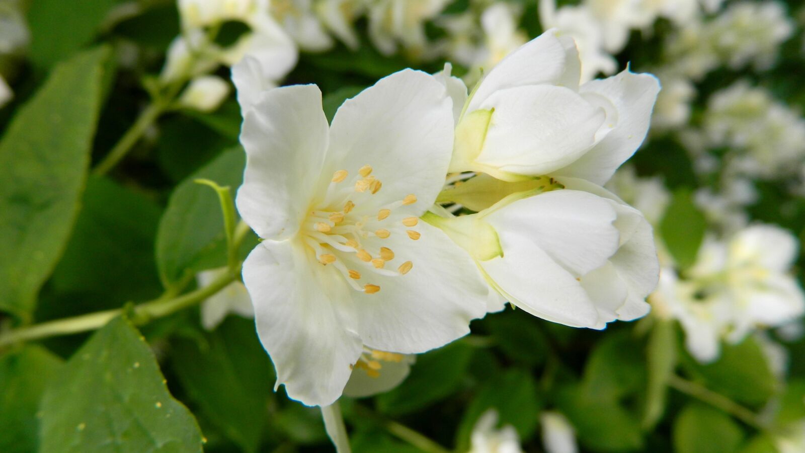 Nikon Coolpix L120 sample photo. Jasmine, bush, flowering shrub photography