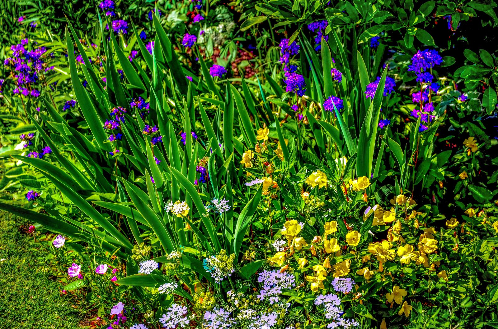 Nikon D5100 sample photo. Flowers, wildflowers, field photography