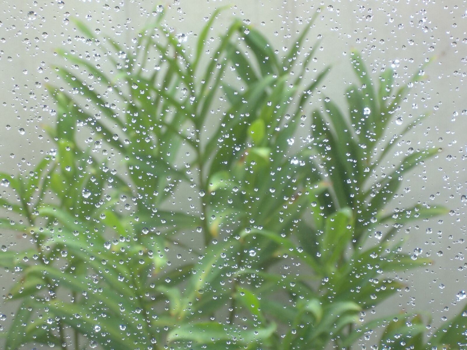 Kodak EASYSHARE C183 DIGITAL CAMERA sample photo. Rain, drops, vase photography