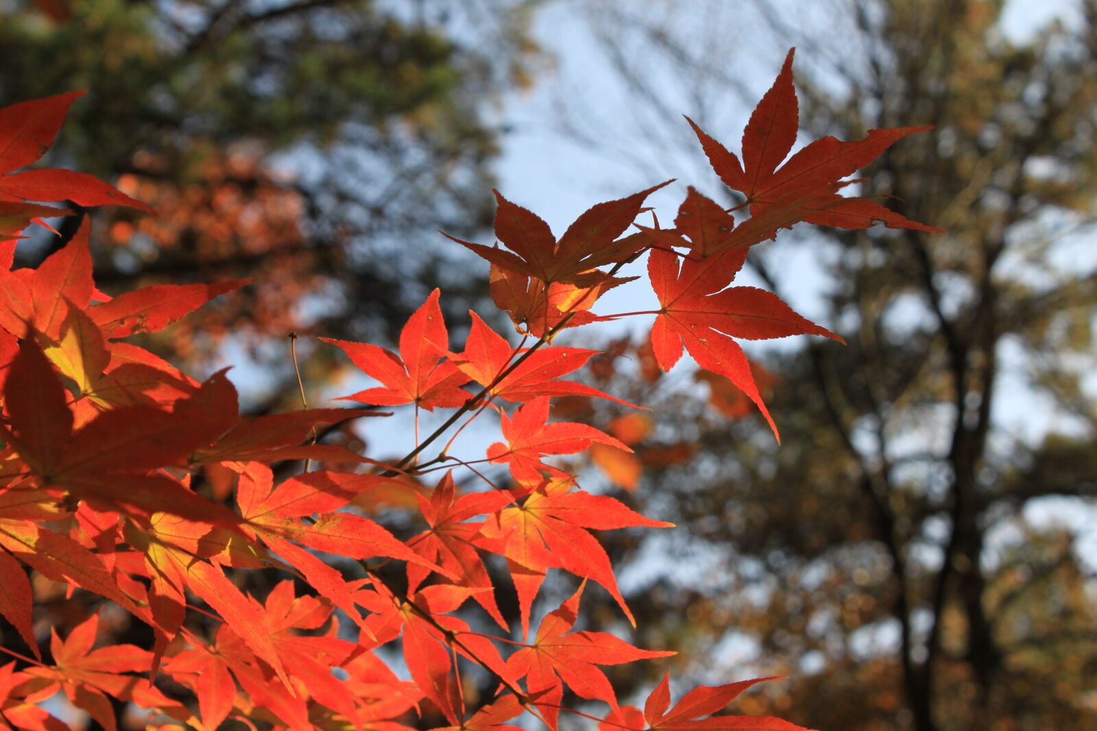 Canon EOS 50D sample photo. Autumn, autumn leaves, maple photography