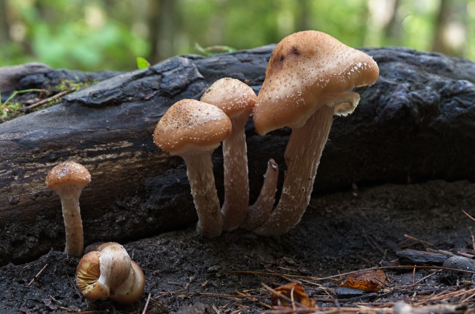 Fujifilm X-A3 + Fujifilm XC 16-50mm F3.5-5.6 OIS II sample photo. Mushrooms, flora, nature photography