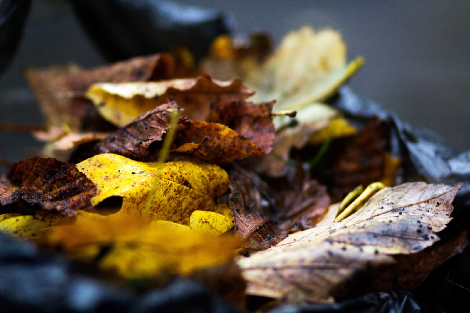 Canon EF 85mm F1.8 USM sample photo. Leaf, leaves, autumn photography