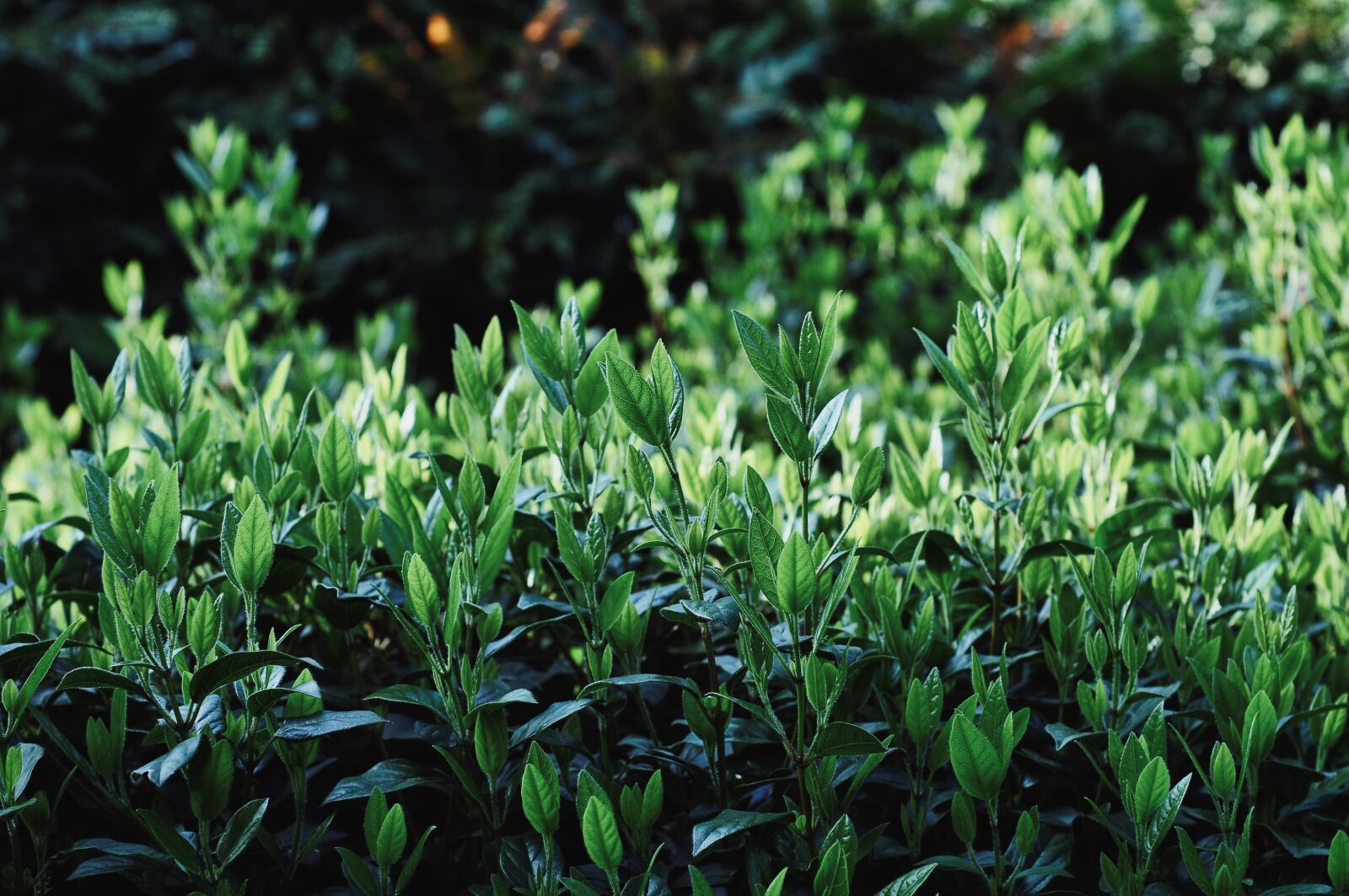 Nikon D300S sample photo. Shrubs, green, vegetation photography