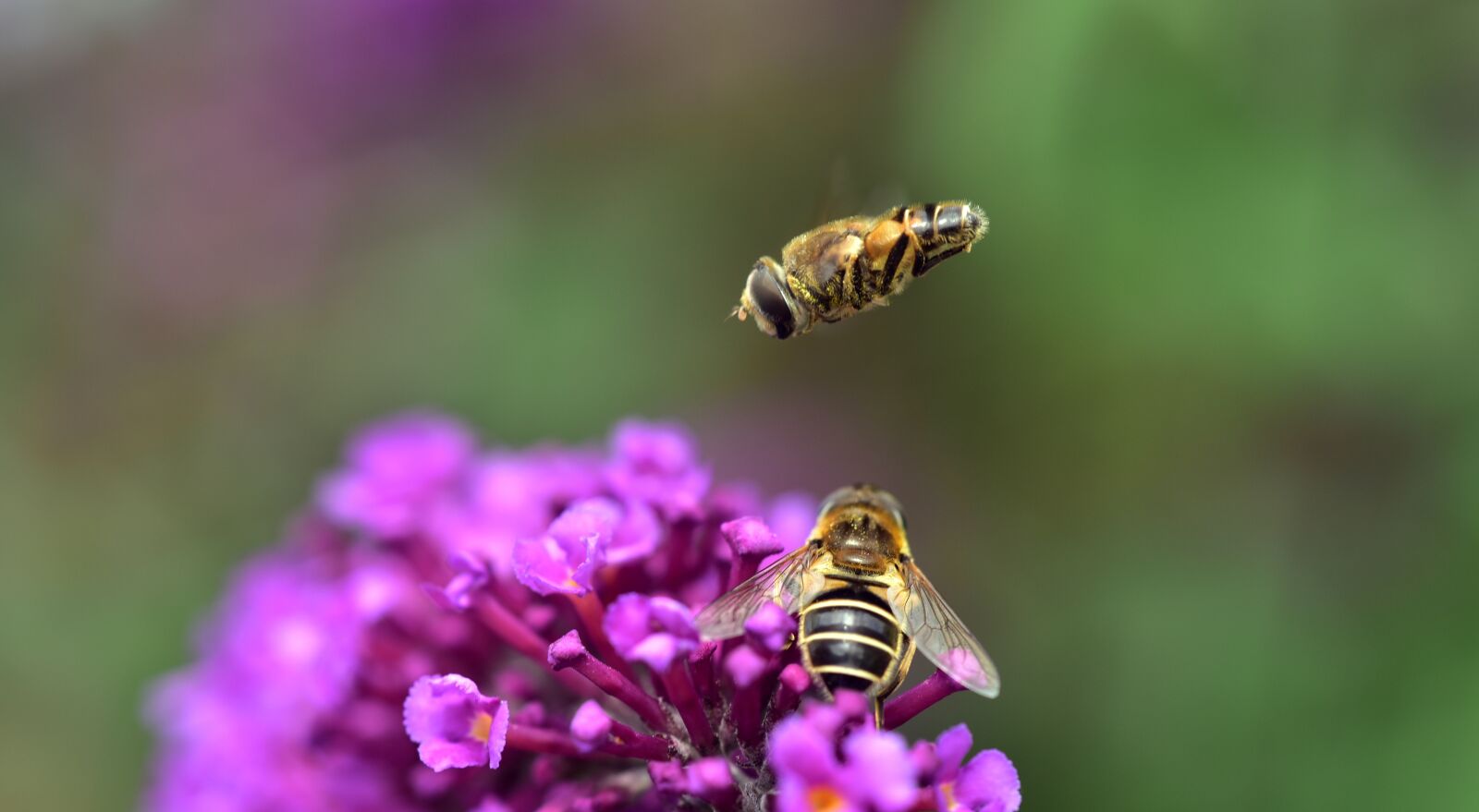 Nikon D750 sample photo. Medium wedge, spot hover photography