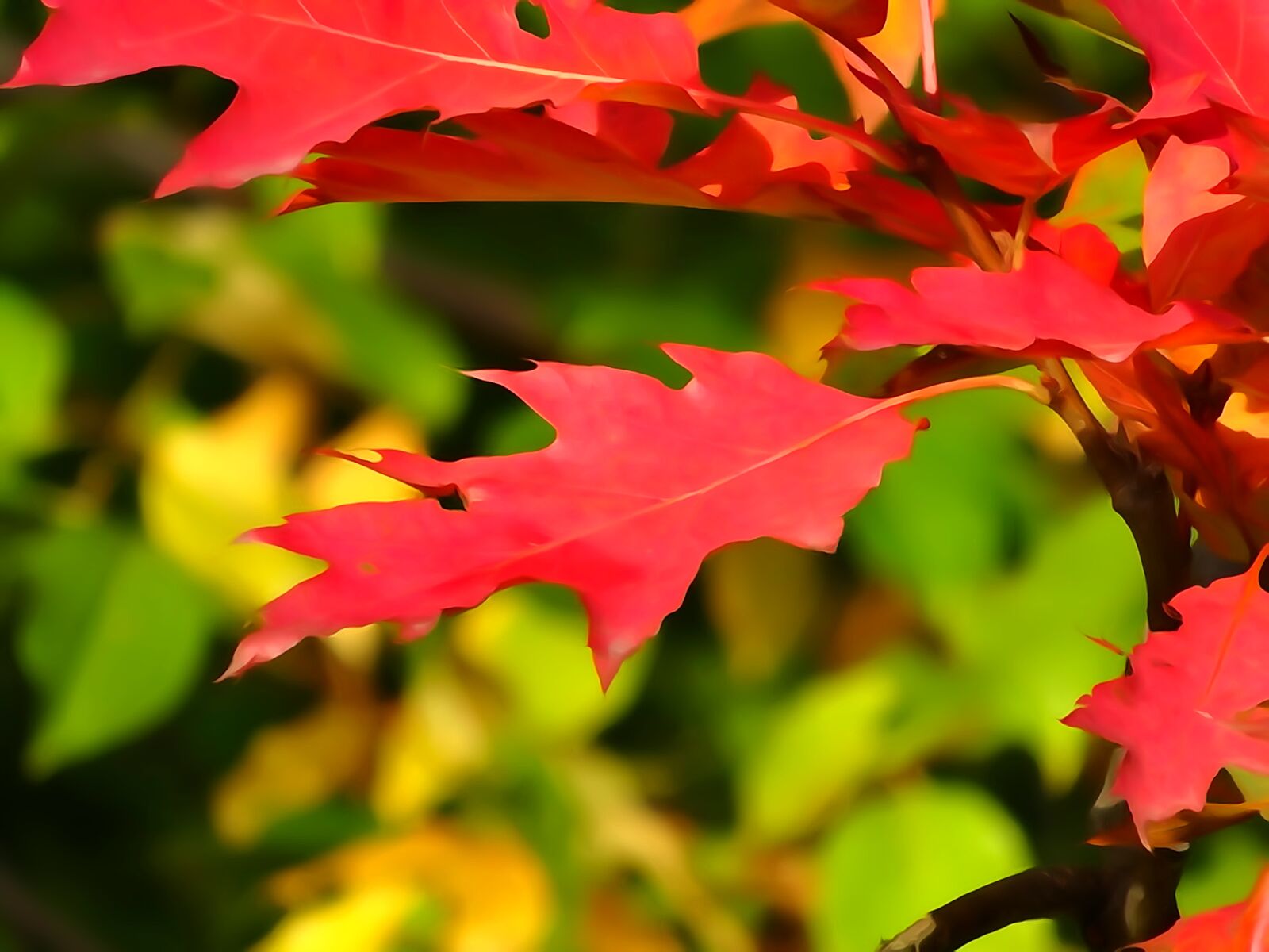 Sony Cyber-shot DSC-WX300 sample photo. Autumn, foliage, autumn gold photography