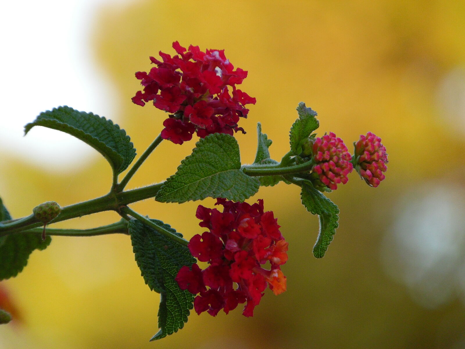 Samsung WB1100F/WB1101F/WB1102F sample photo
