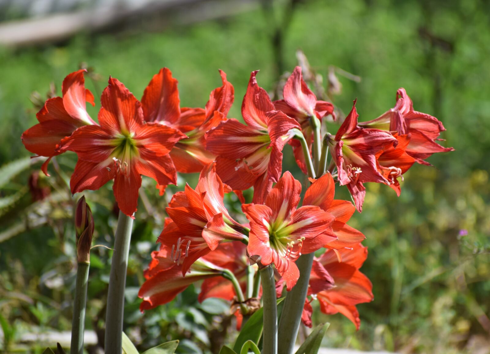 Nikon D3300 sample photo. Flowers, nature, spring photography