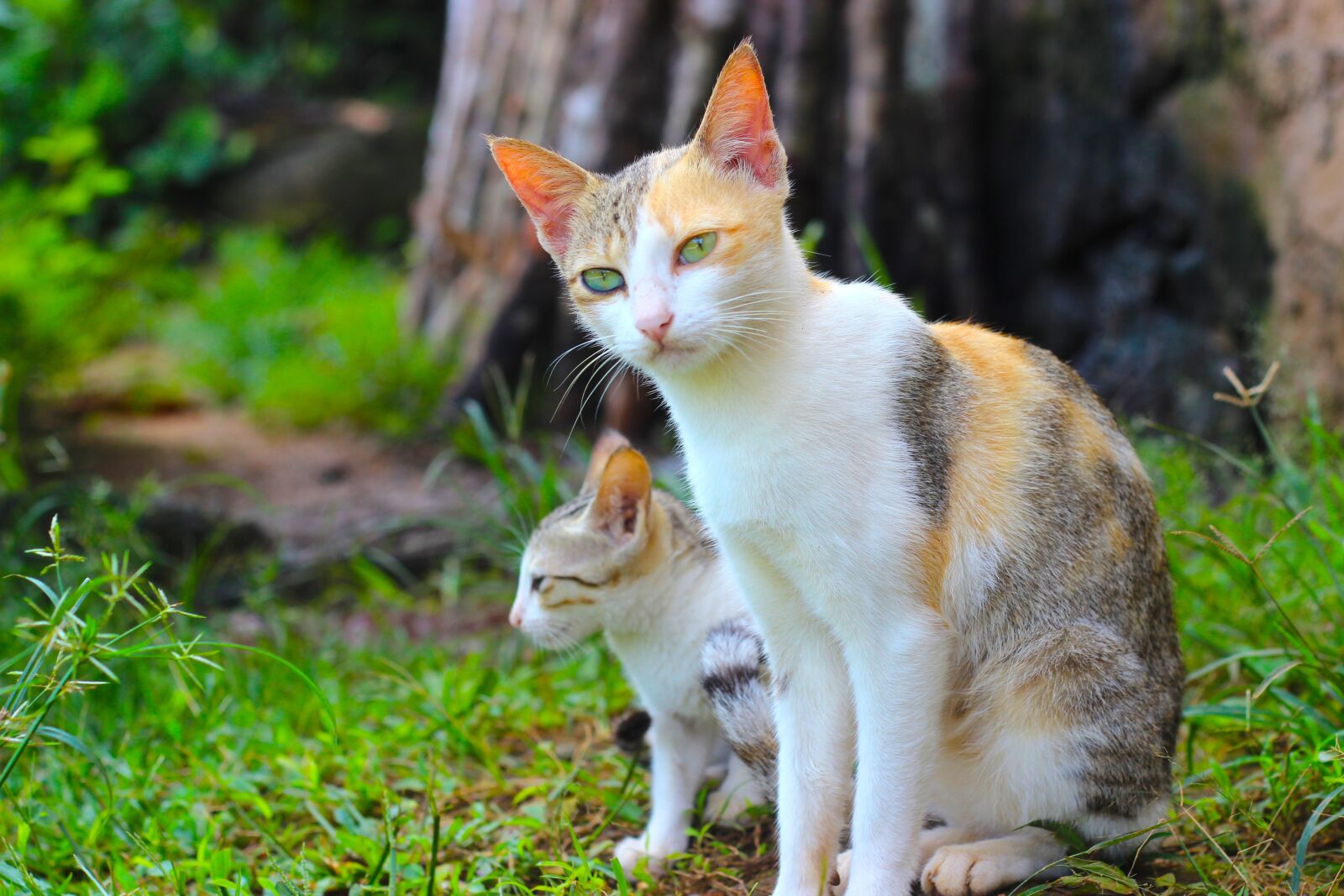 Canon EOS 600D (Rebel EOS T3i / EOS Kiss X5) + Canon EF 50mm F1.8 II sample photo. Cat, animal, pet photography