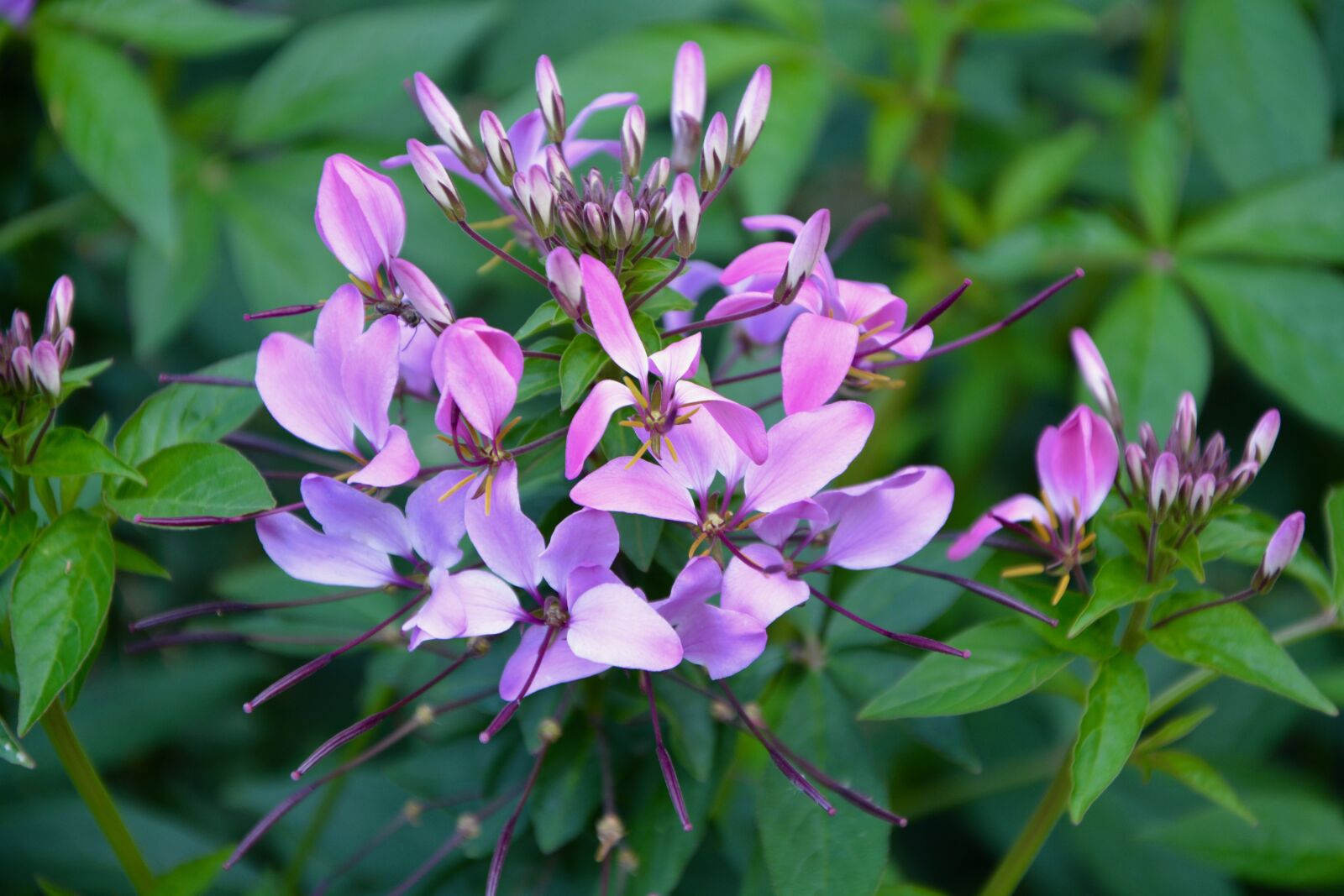 Nikon D5200 sample photo. Purple flowers, small flowers photography