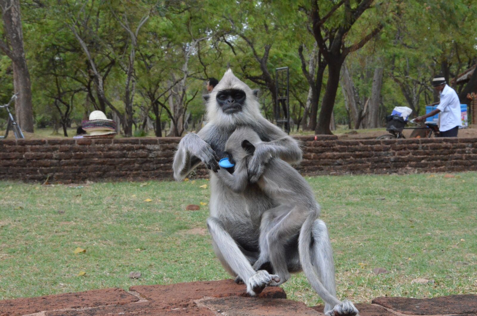 Nikon D5100 sample photo. Monkey, sri lanka, nature photography