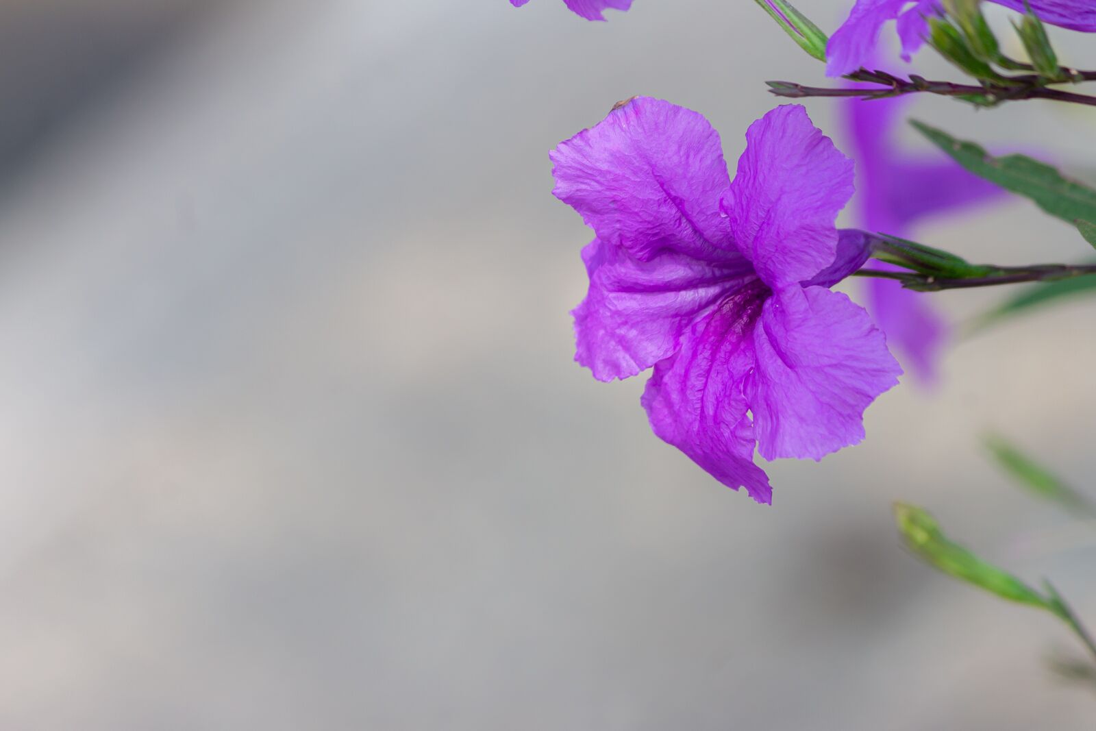 Canon EF-S 55-250mm F4-5.6 IS sample photo. Macro, sunlight, flower garden photography