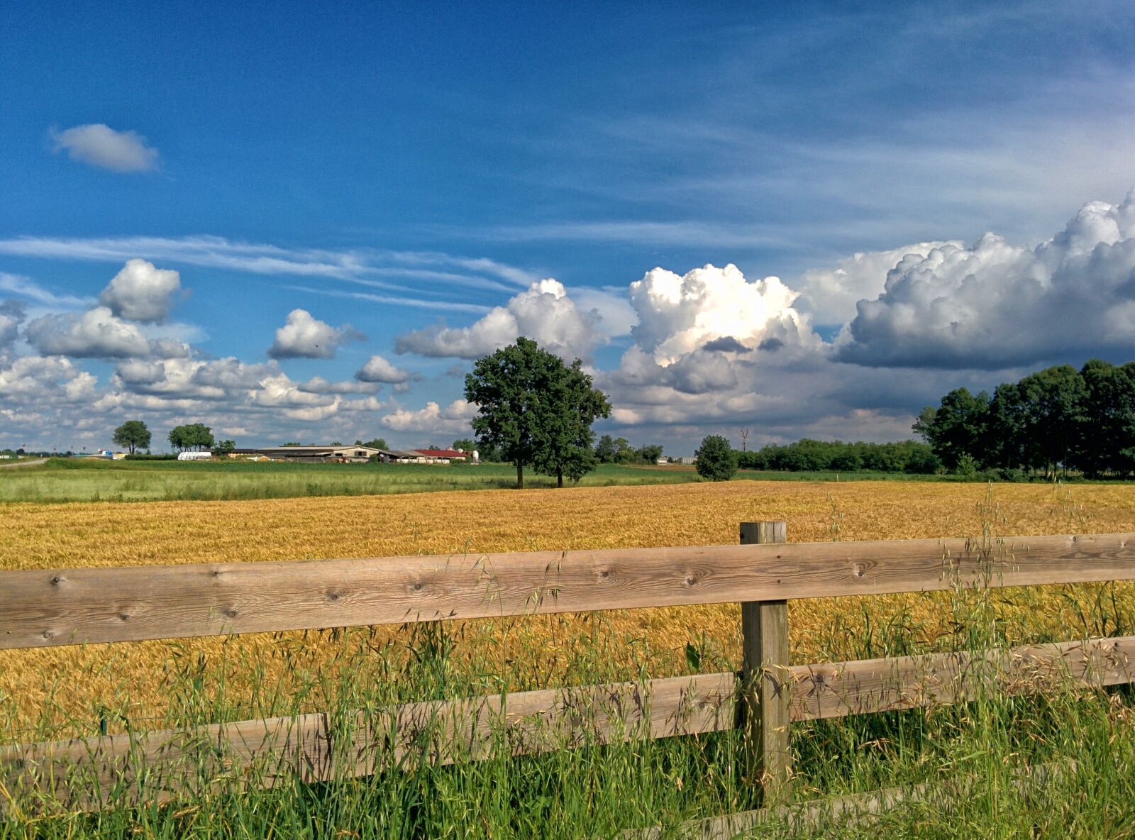 LG Nexus 5 sample photo. Italy, wheat, spring photography