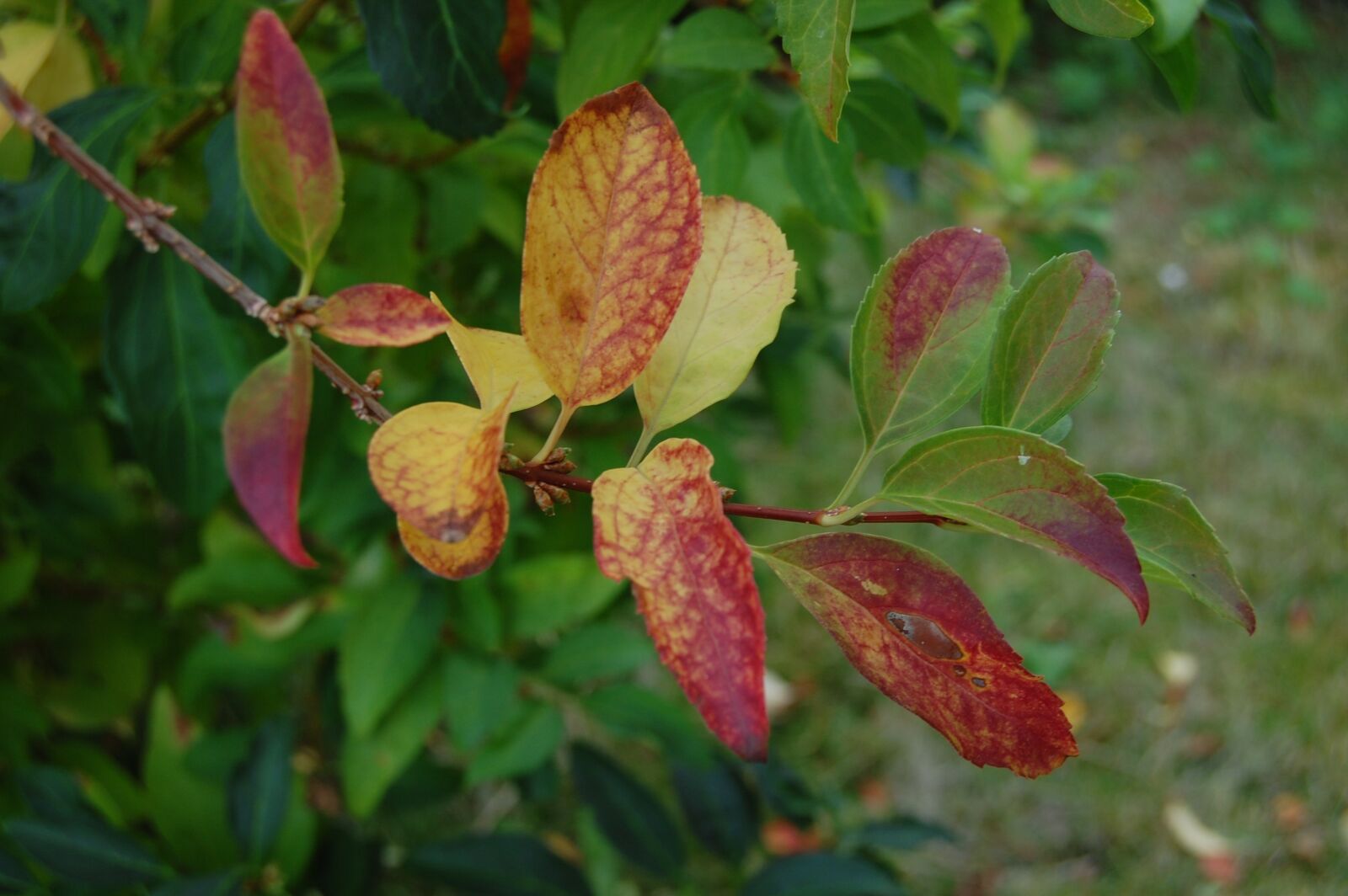 Nikon D40 sample photo. Leaf, green, red photography