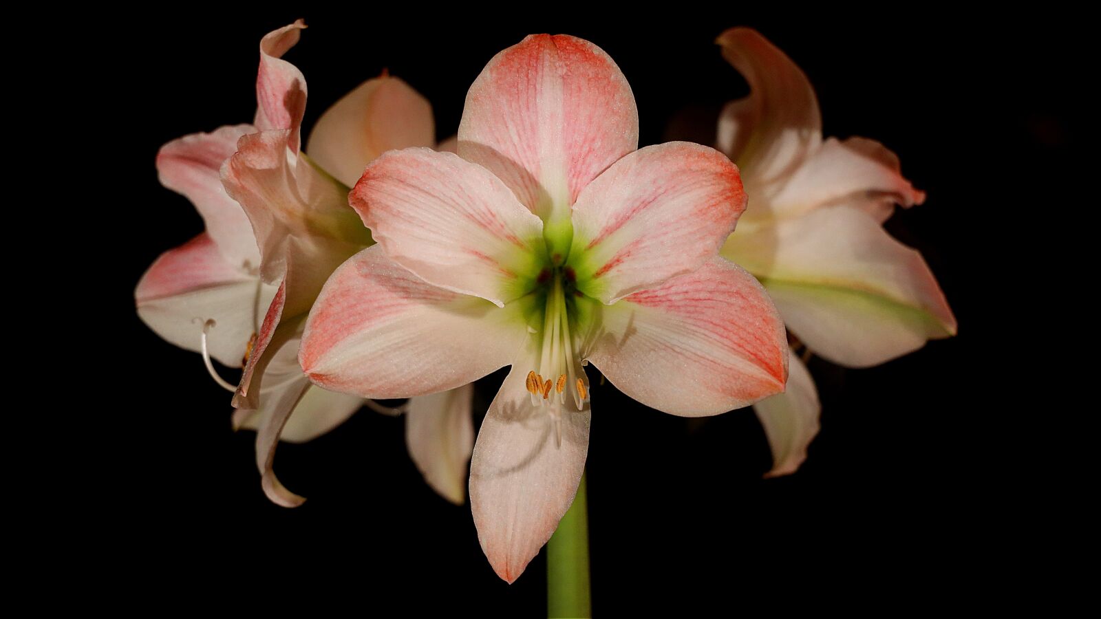 Canon RF 24-105mm F4L IS USM sample photo. Amaryllis, flowers, houseplant photography