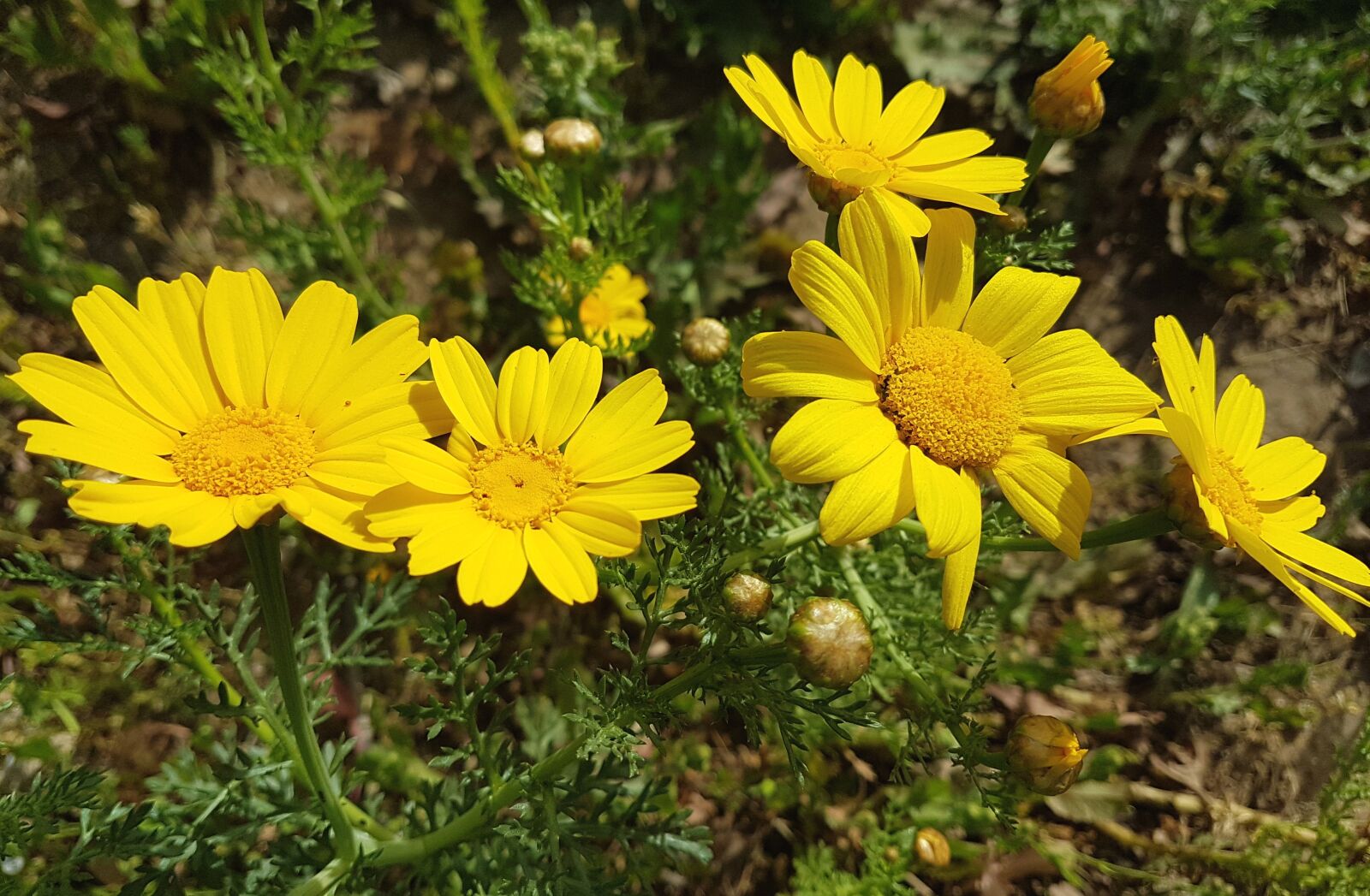 Samsung Galaxy S7 Edge sample photo. Nature, flower, flora photography