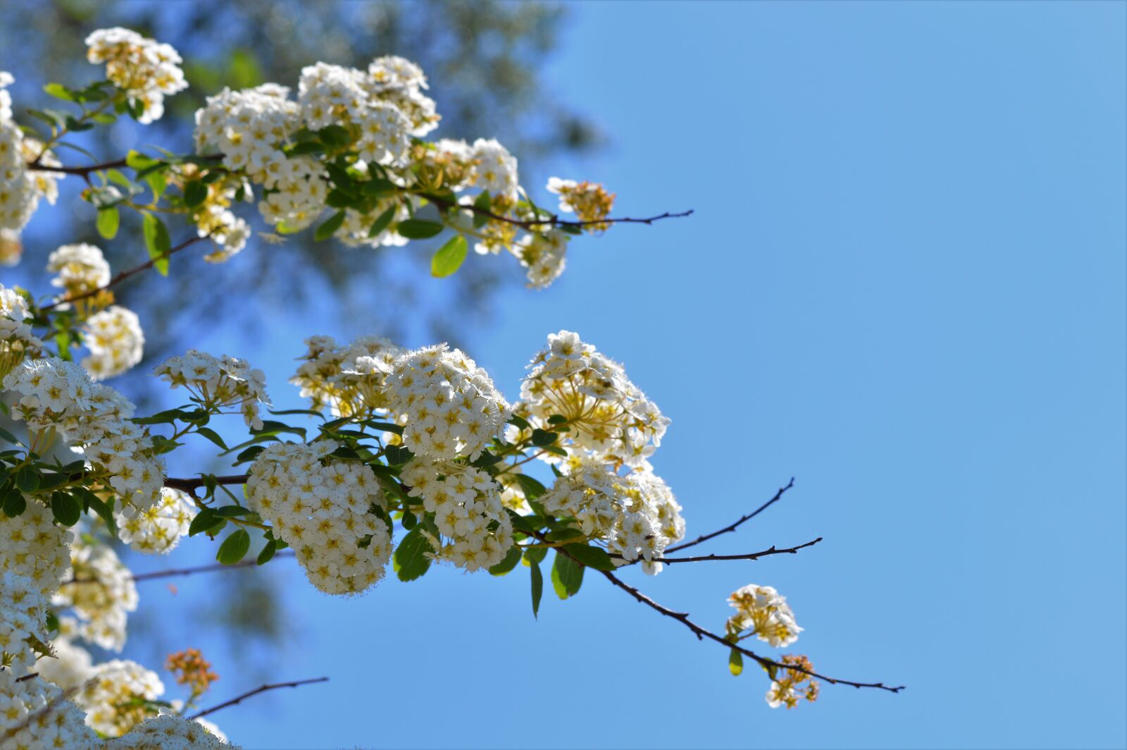 Nikon D3200 sample photo. White flower, garden, flower photography