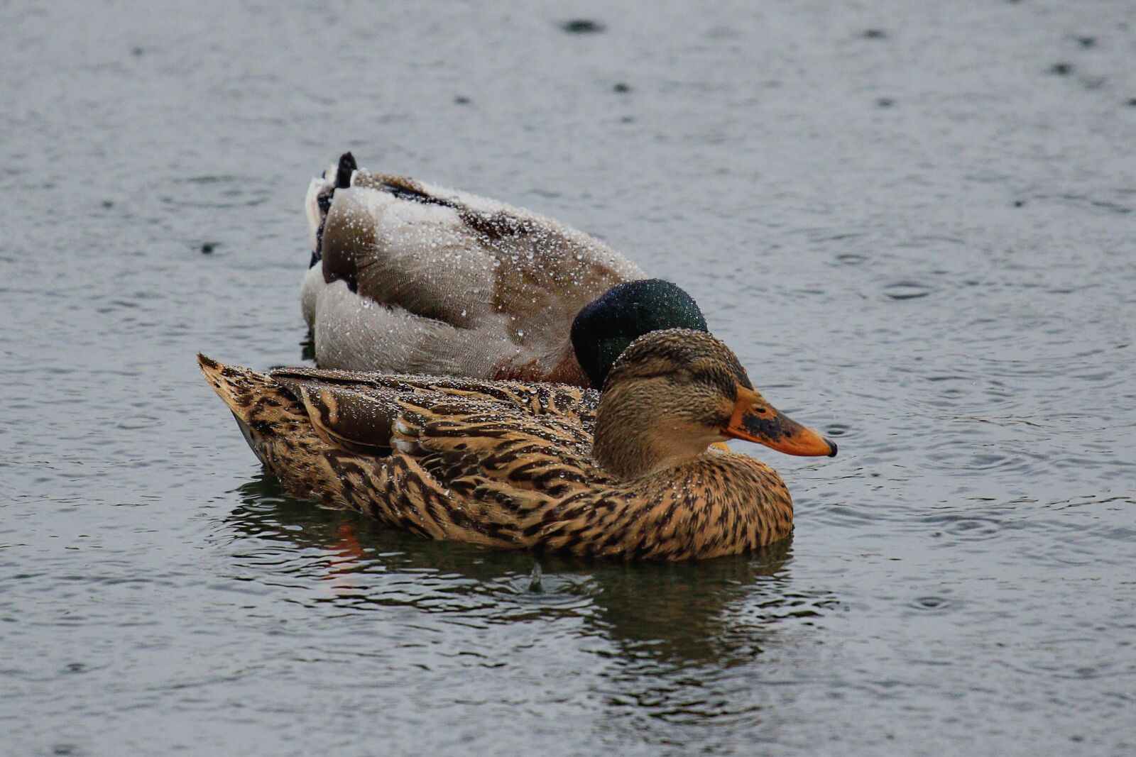 Canon EOS 7D Mark II sample photo. Ducks, drops, nature photography