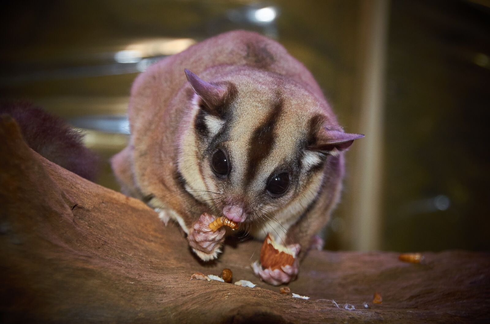Nikon D5100 sample photo. Australian wildlife, sugar glider photography