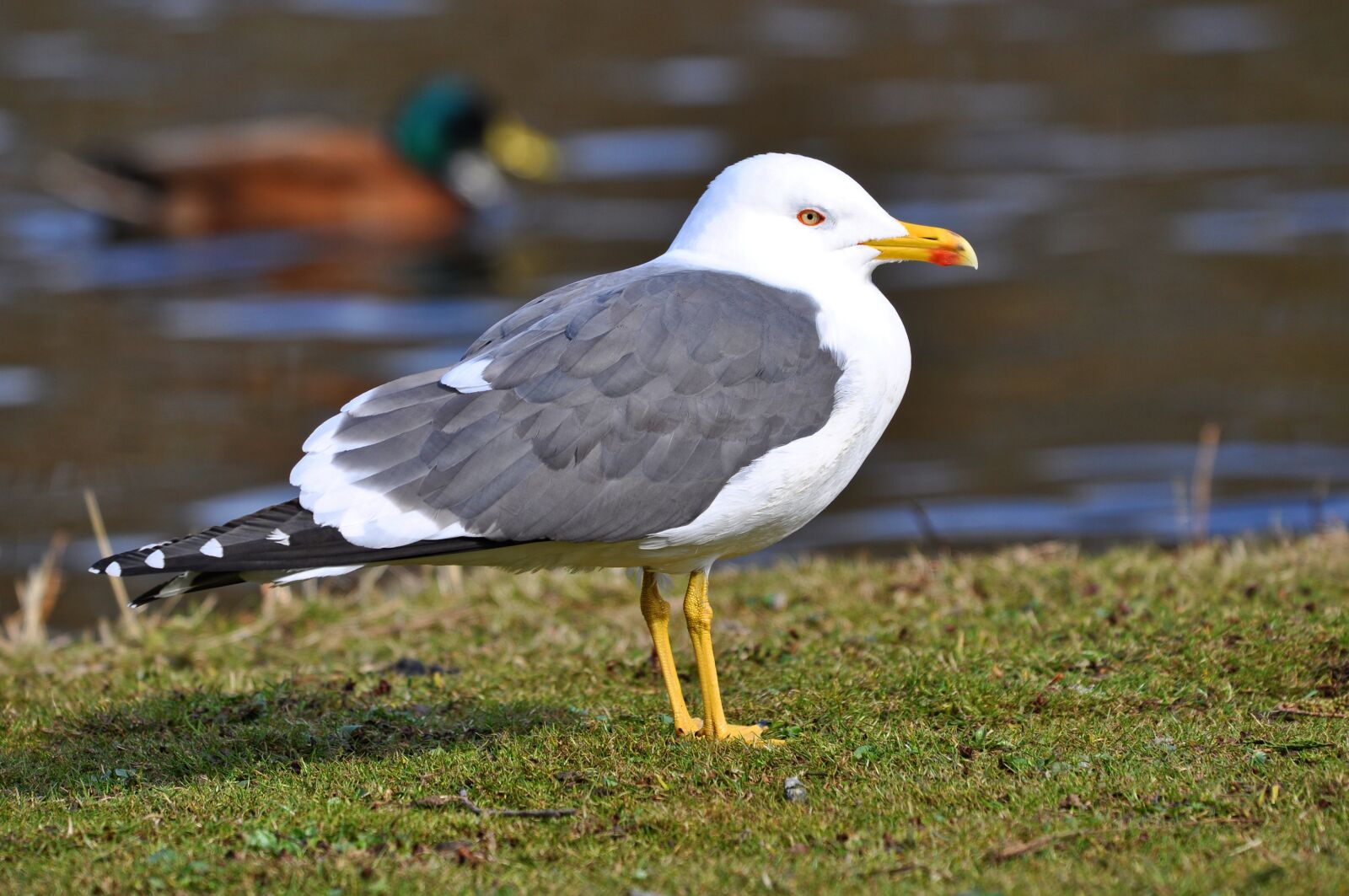 Nikon D90 sample photo. Seagull, gull, bird photography
