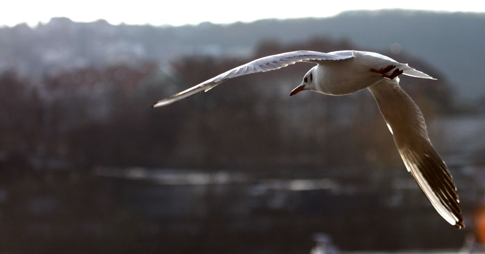 Canon EOS 50D sample photo. The seagull, backlight, smichov photography