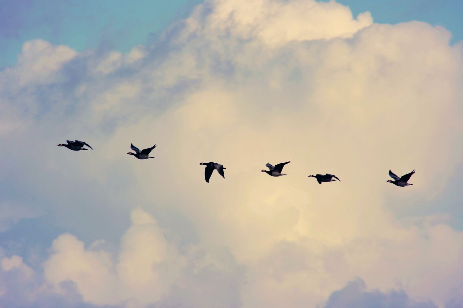 Canon EOS 1200D (EOS Rebel T5 / EOS Kiss X70 / EOS Hi) sample photo. Bird migration, geese, flying photography