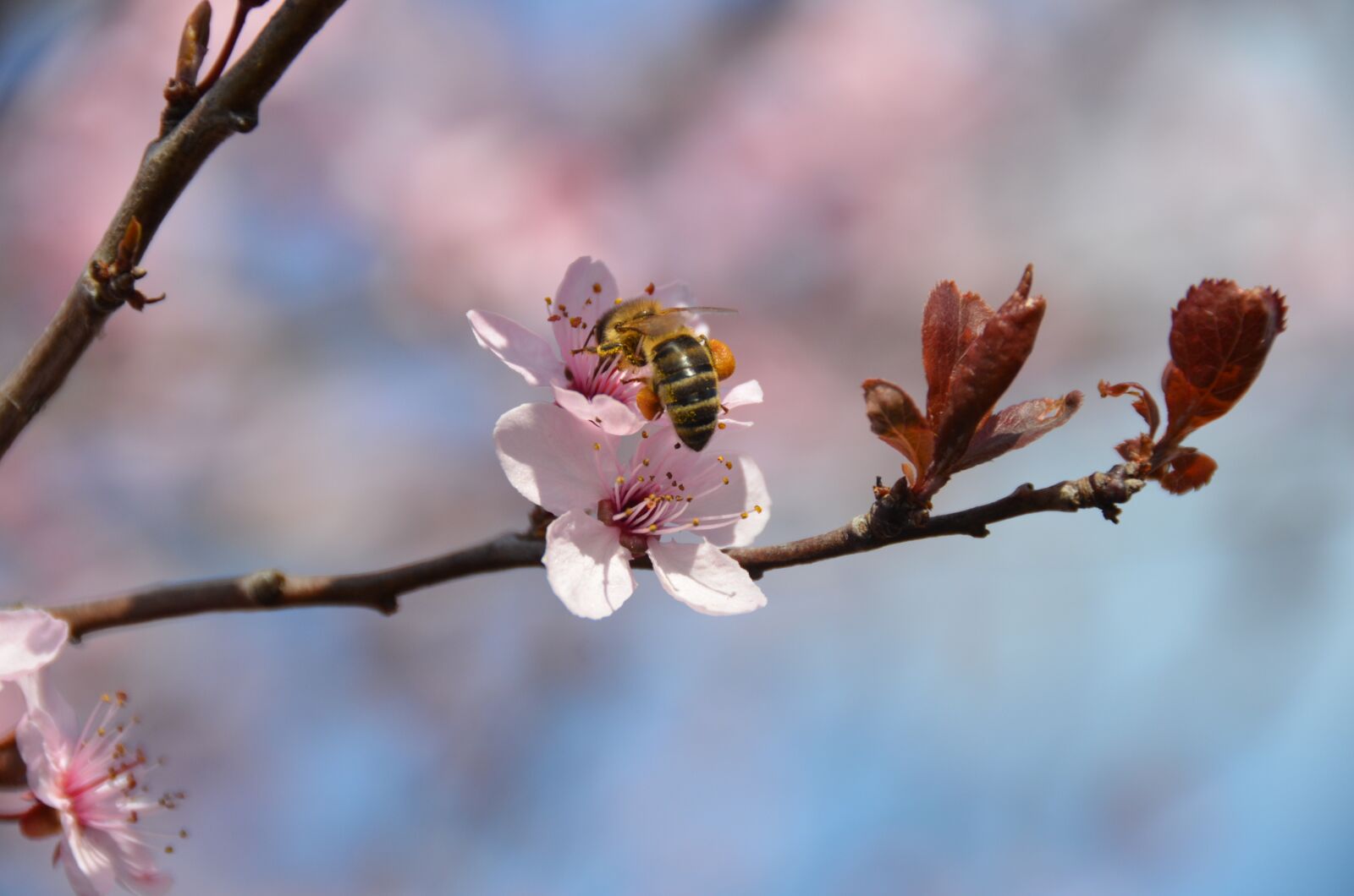 Nikon D7000 sample photo. Bee, blood plum, nectar photography