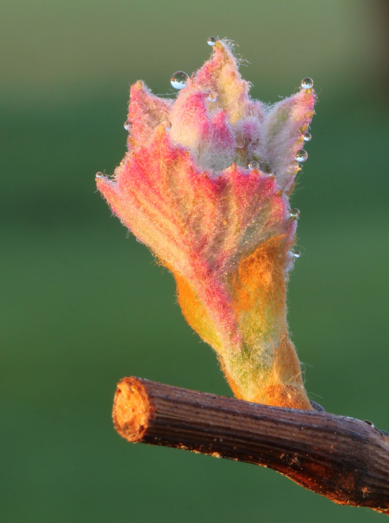 Canon EOS 60D sample photo. Nature, close up, grape photography