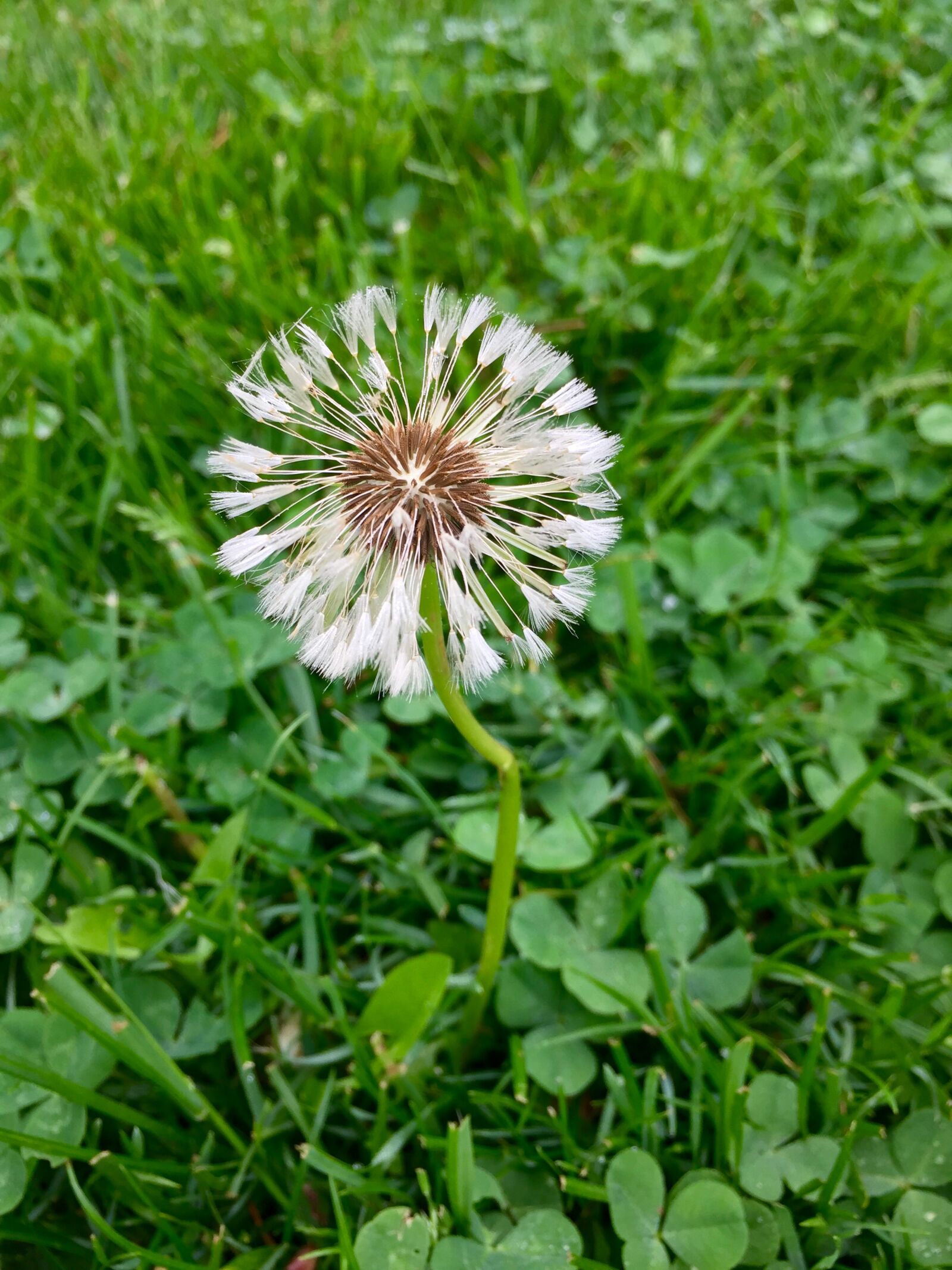 iPhone 6 Plus back camera 4.15mm f/2.2 sample photo. Dandelion, flower, grass, weed photography