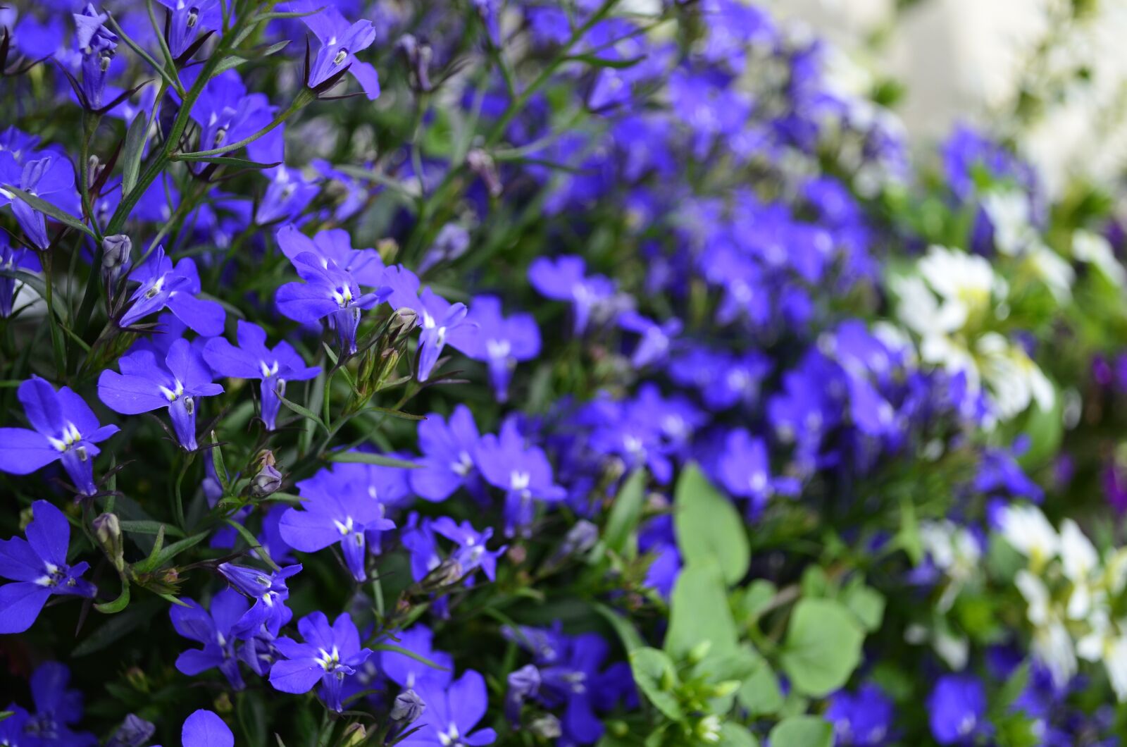 Nikon D5100 sample photo. Flowers, blue, blue flowers photography