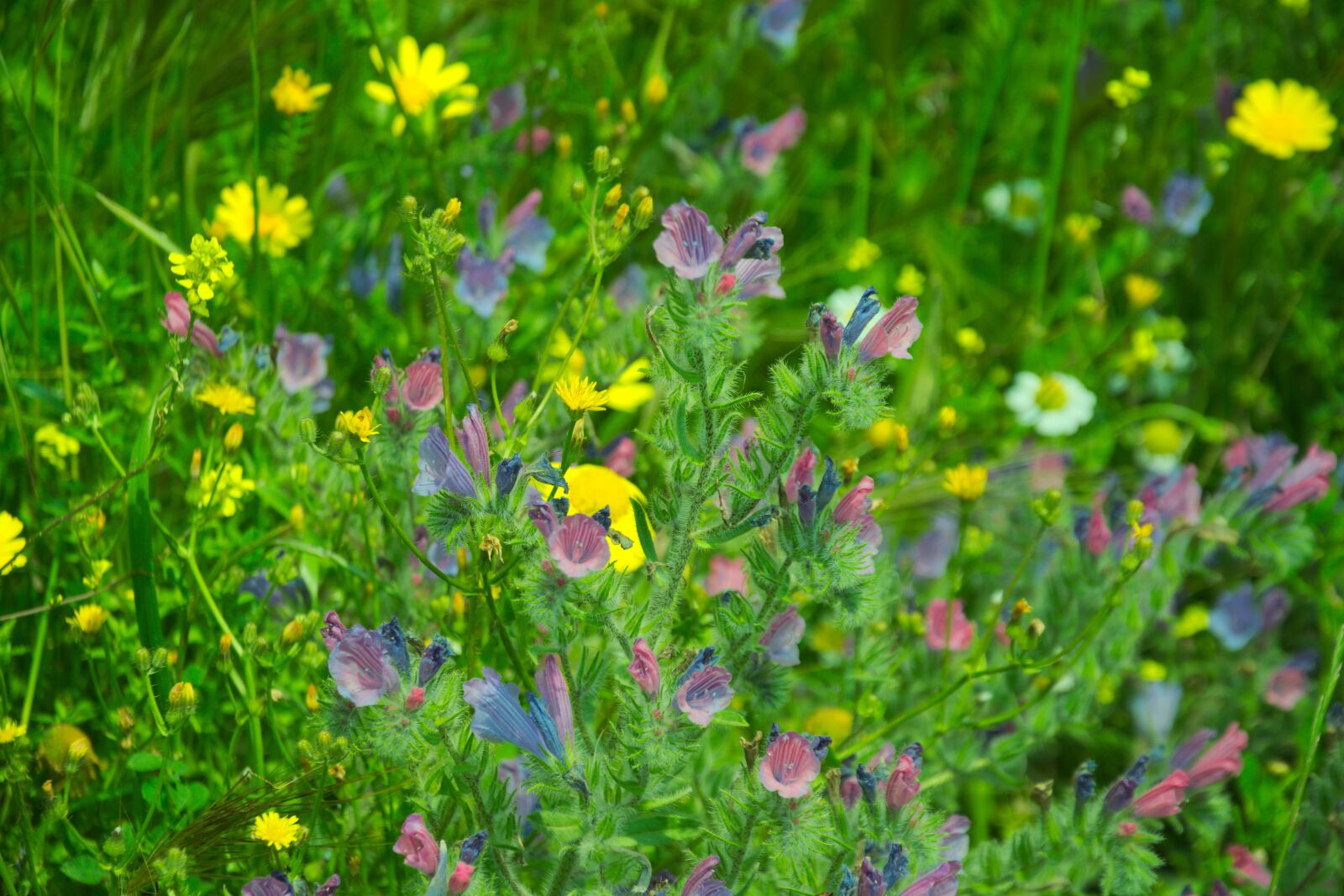 Nikon D3300 sample photo. Springtime, yellow, bloom photography