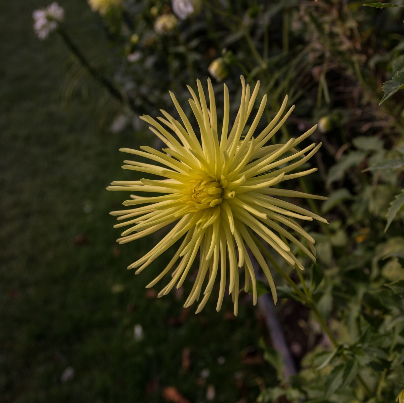 Pentax K-3 sample photo. Dahlia, flower, blossom photography