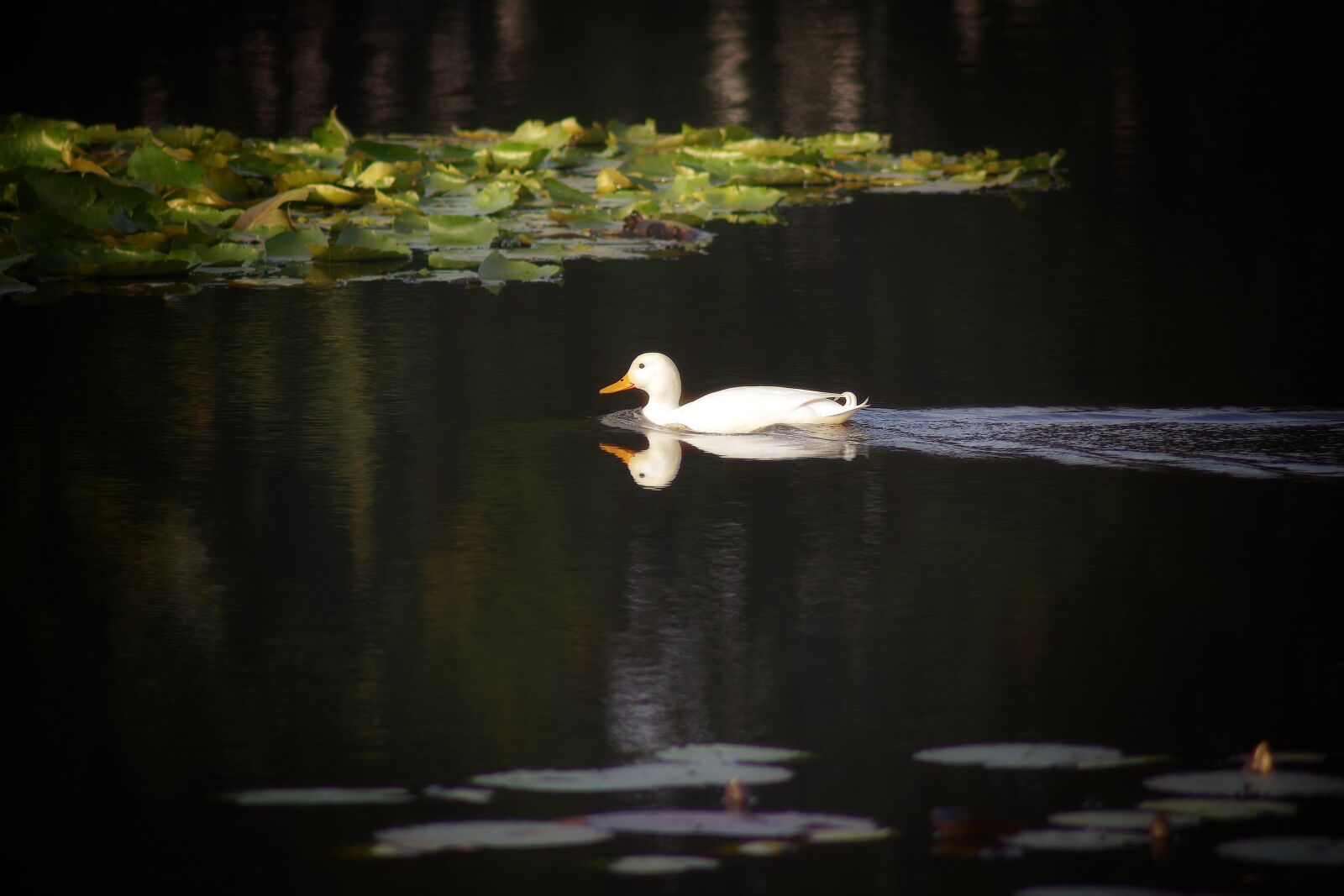 Pentax K-70 sample photo. Duck, white duck, white photography