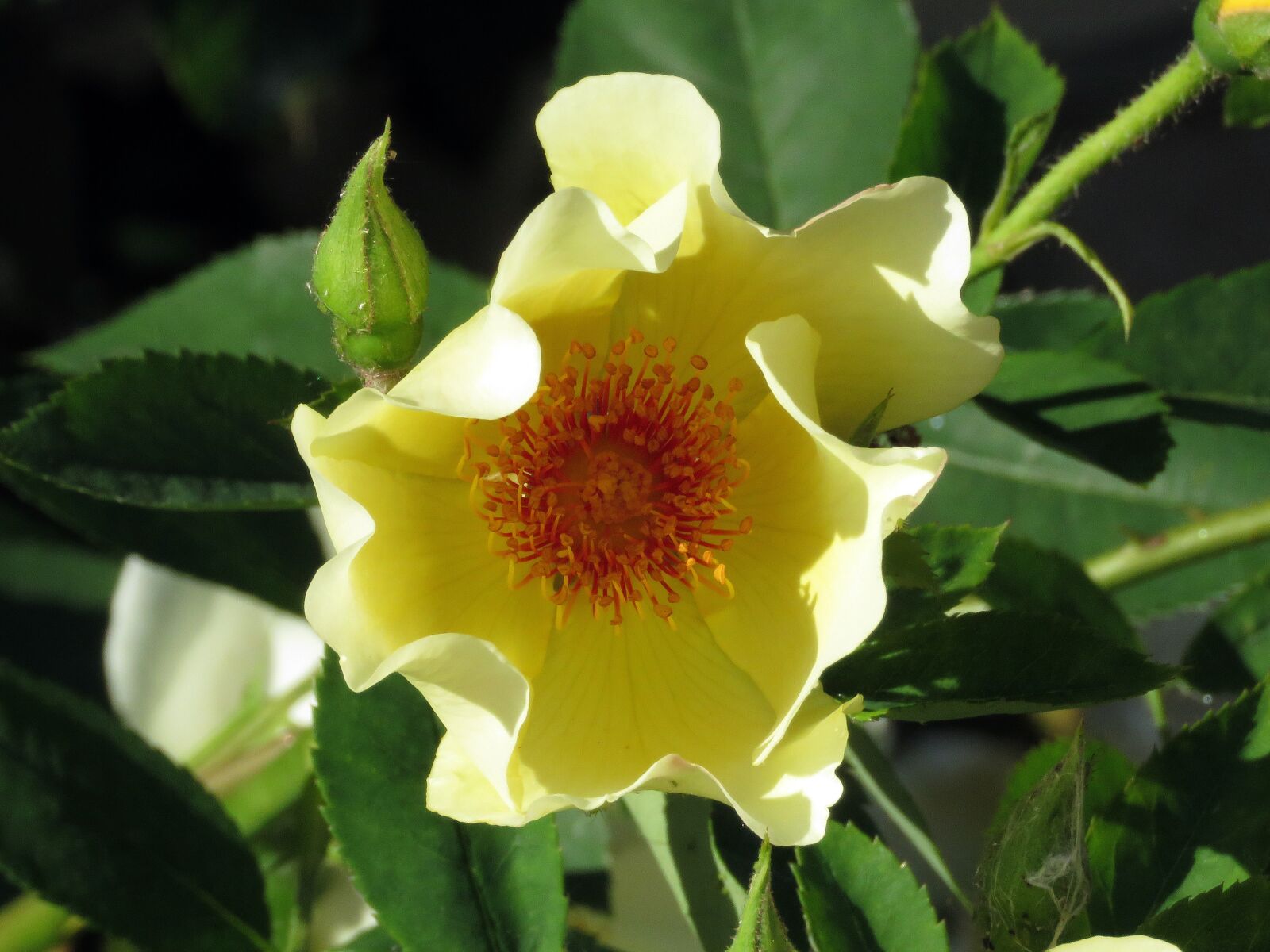 Canon PowerShot SX60 HS sample photo. Flower, blossom, bloom photography