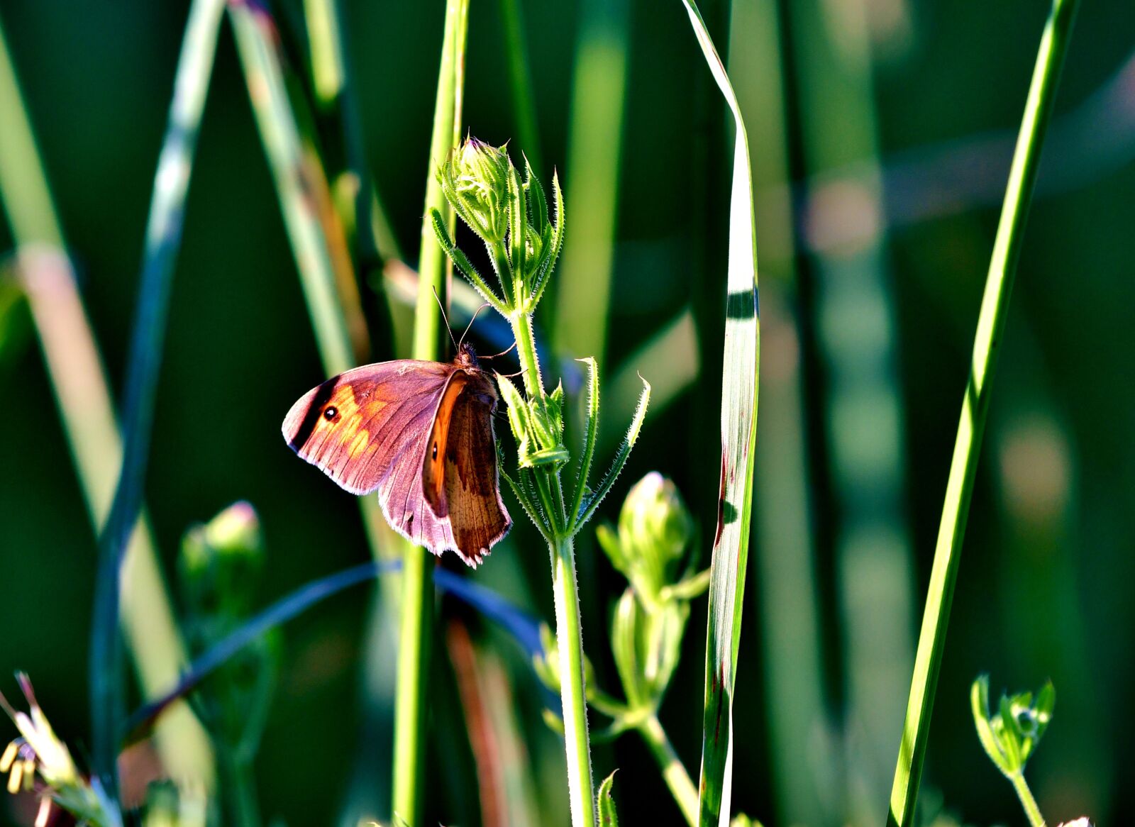Nikon D500 sample photo. Butterfly, wings, bug photography