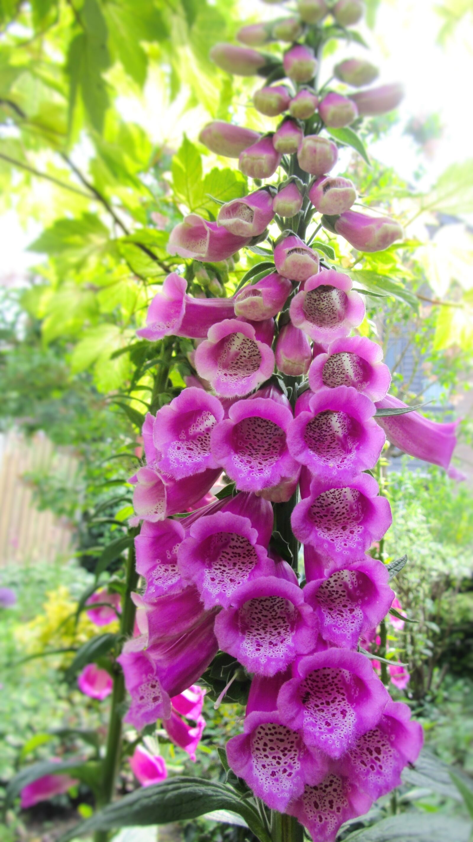 Canon PowerShot SX220 HS sample photo. Foxglove, digitalis, plantain photography