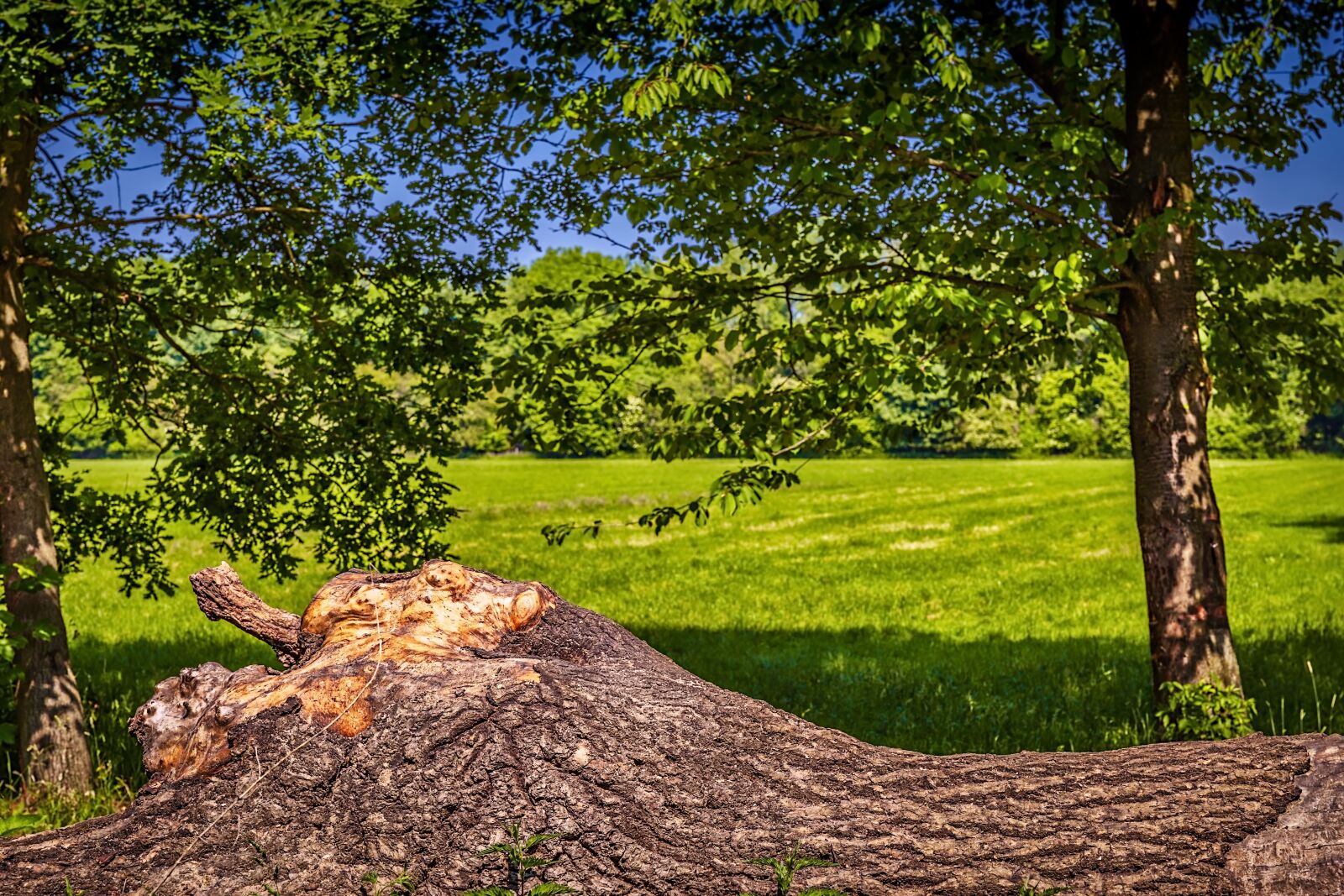 Canon EF 24-70mm F4L IS USM sample photo. Tree, trunk, nature photography