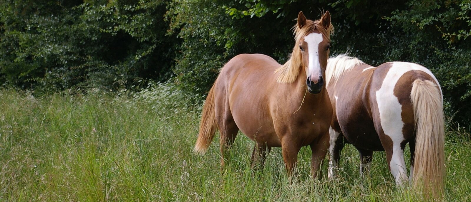 Pentax *ist DL sample photo. Prairie, horses, equine photography