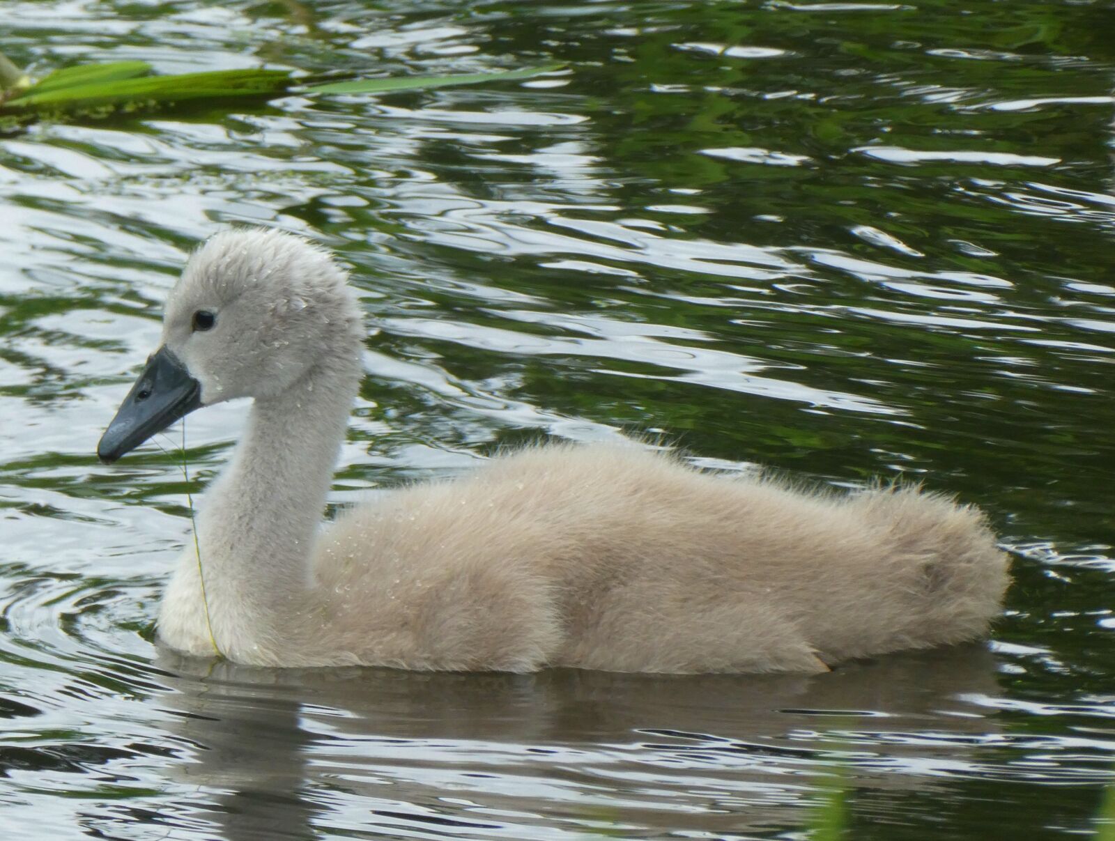 Panasonic Lumix DC-ZS70 (Lumix DC-TZ90) sample photo. Swan, chick, nature photography
